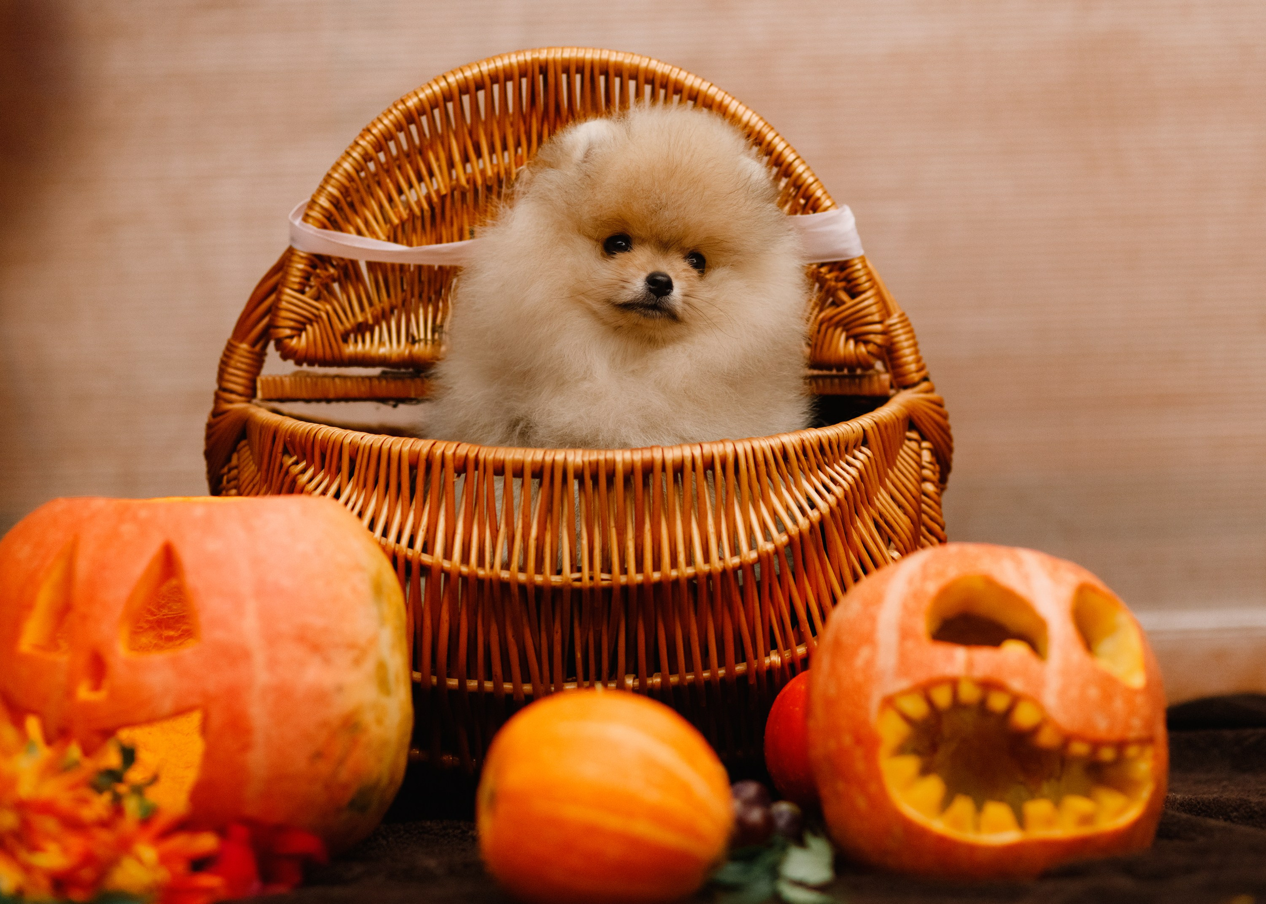 Halloween spitz puppies. Kaja | fotograf we Wrocławiu | ludzie i psy