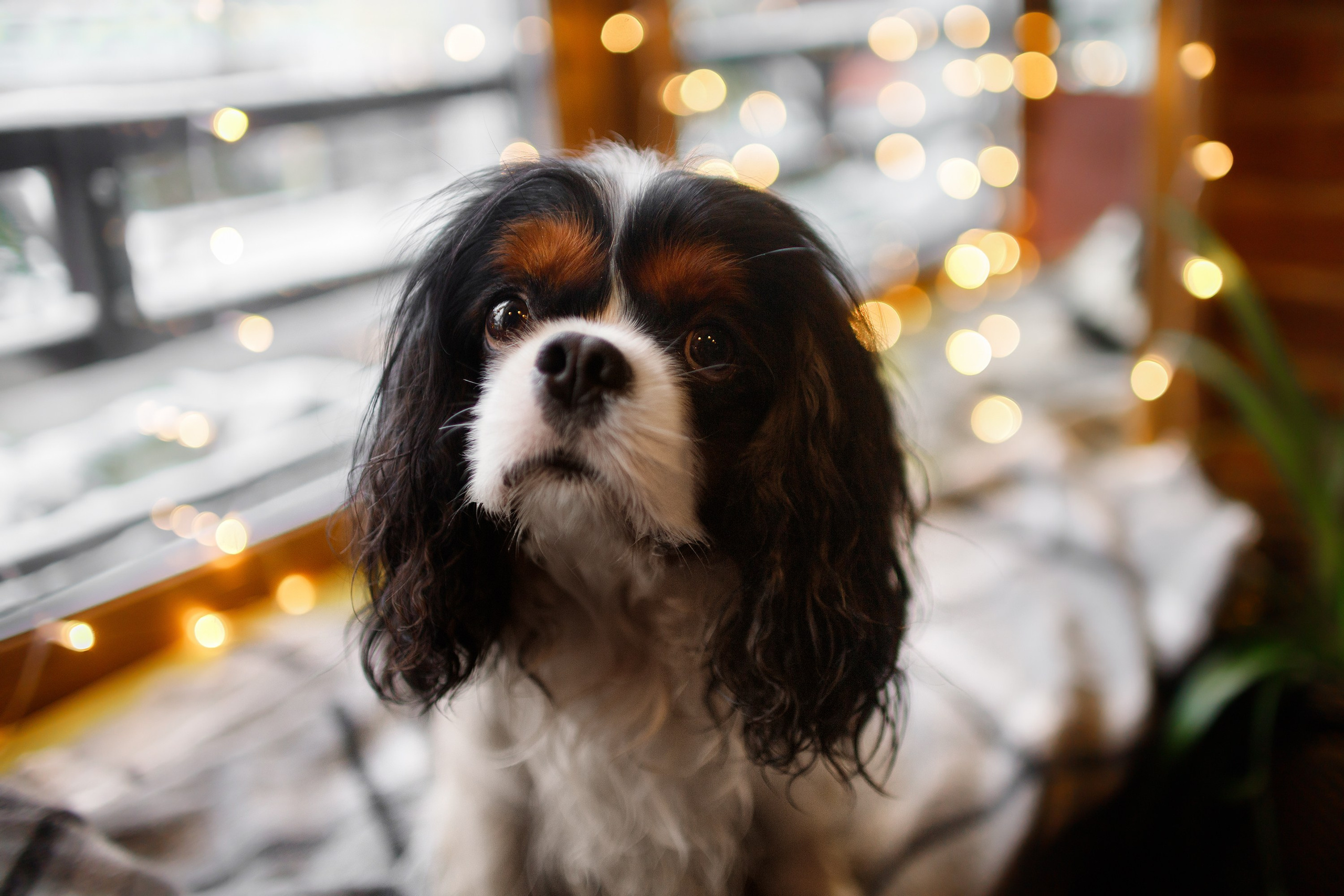 Uliana & winter spaniels. Kaja | fotograf psów we Wrocławiu