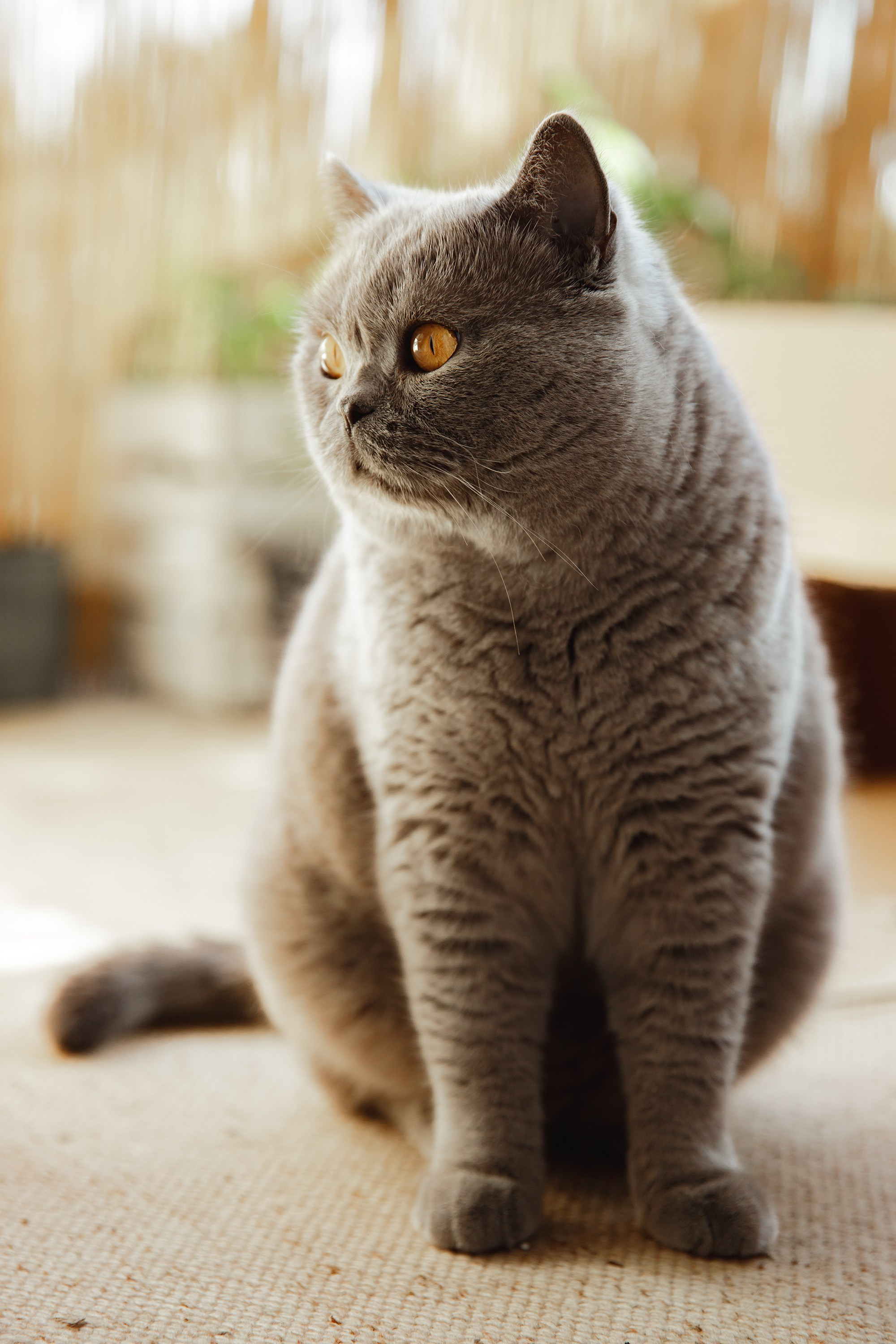 Boczka & Dimitrii. Kaja | fotograf we Wrocławiu | ludzie i psy