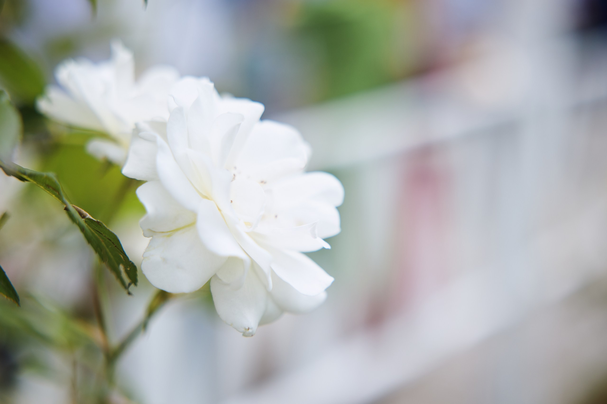 Andreea ❤️ Mihai. Bogdan Vancea | Fotograf Nunta Ploiești