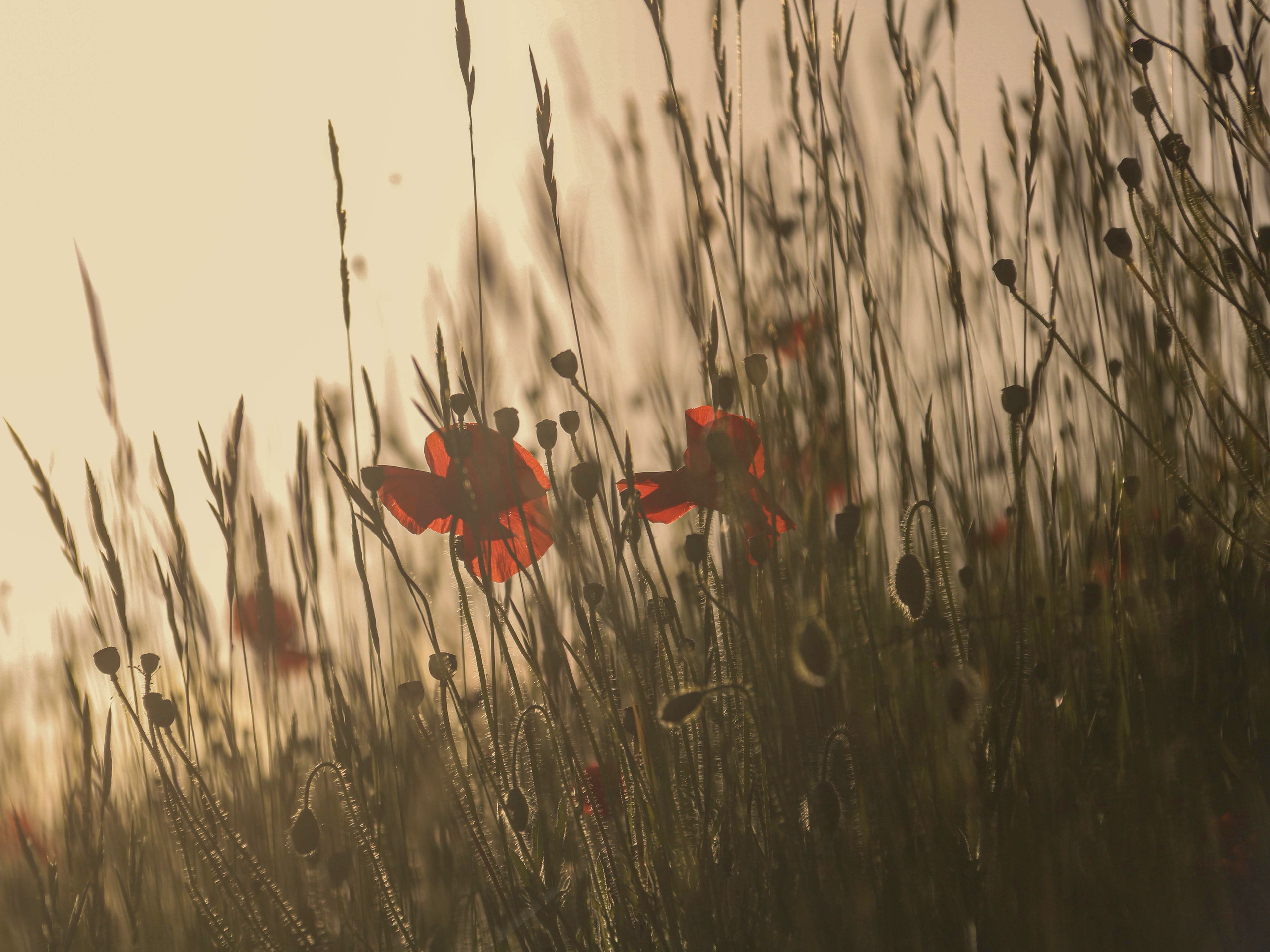 Services photographe Biarritz, séances portrait photographie Cote Basque photo mariage biarritz réportage événementiel Pays Basque. Photographe de famille et mariage à Biarritz Marianna Portassau