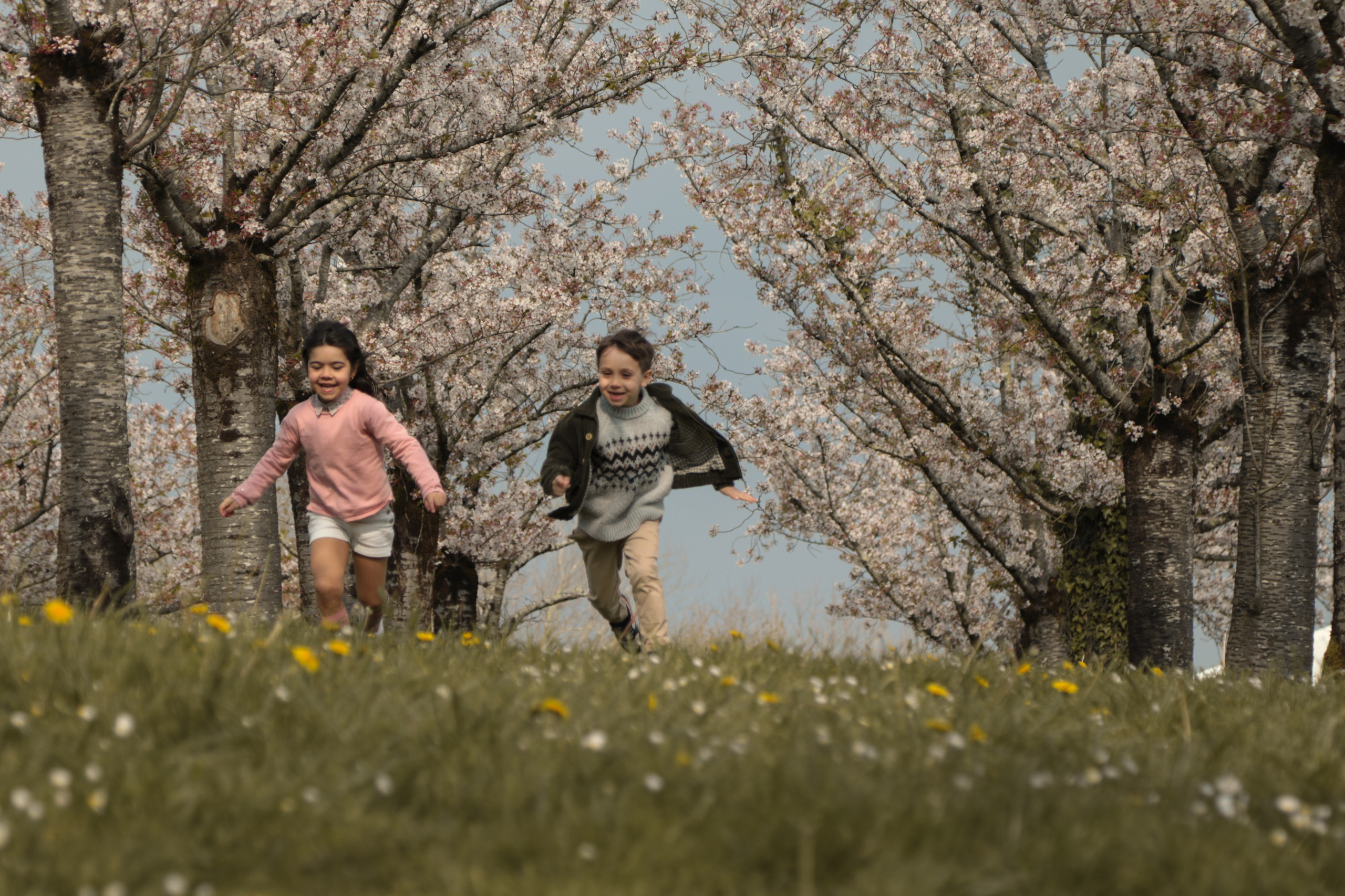 La cerisaie au Pays Basque 