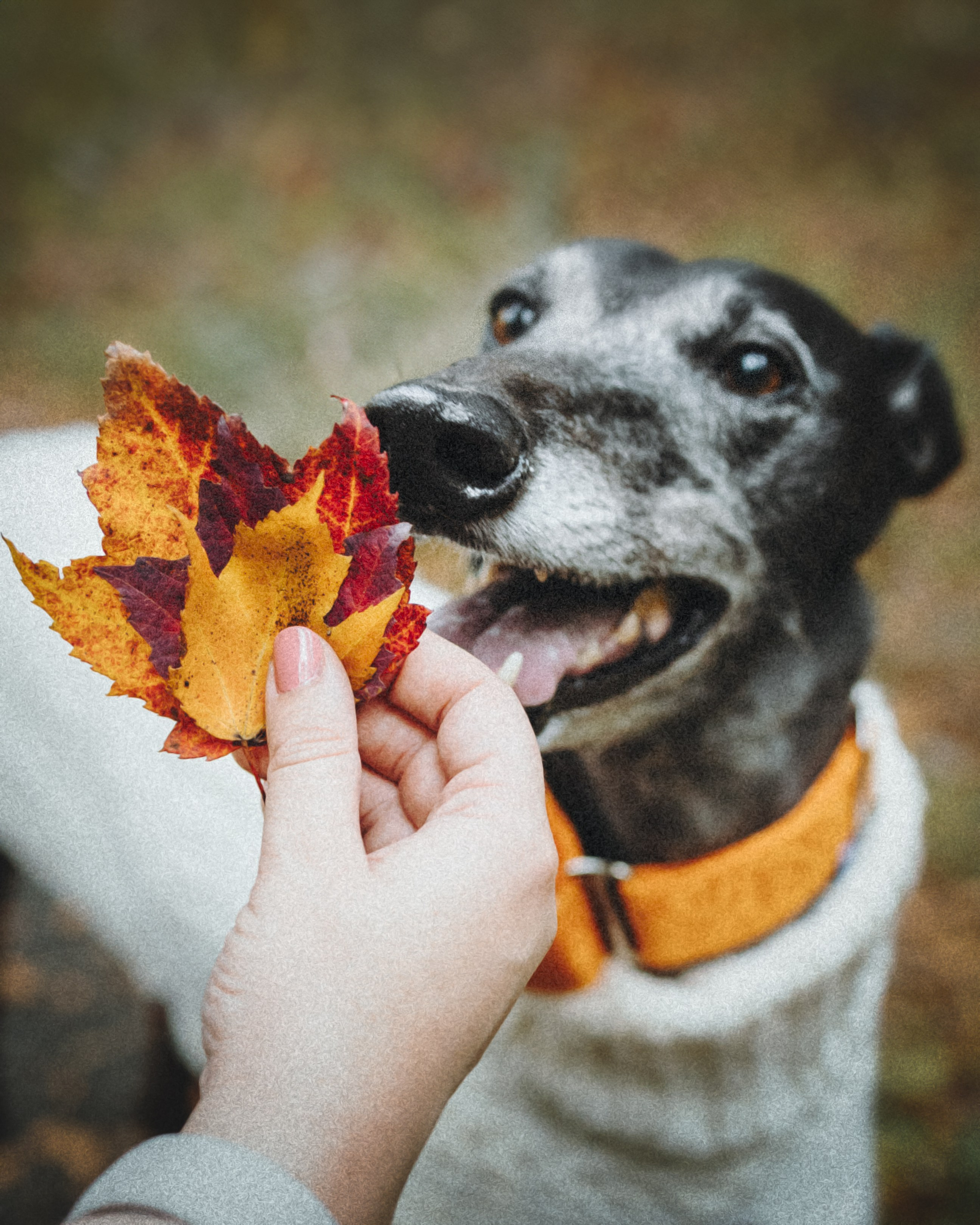 Tilly, Kati & Landon. Pet Photographer Viktoriya Aleshenko