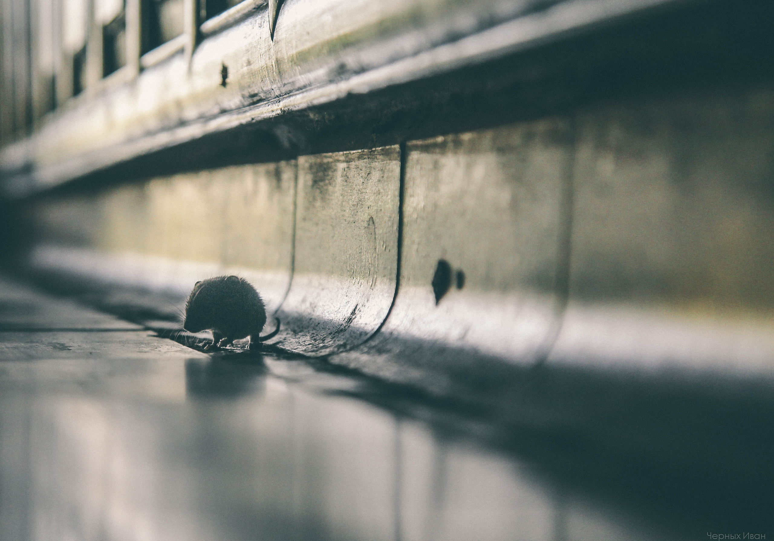 BEST OF. Стрит-фотография, полная абсурда, идиотизма и красоты