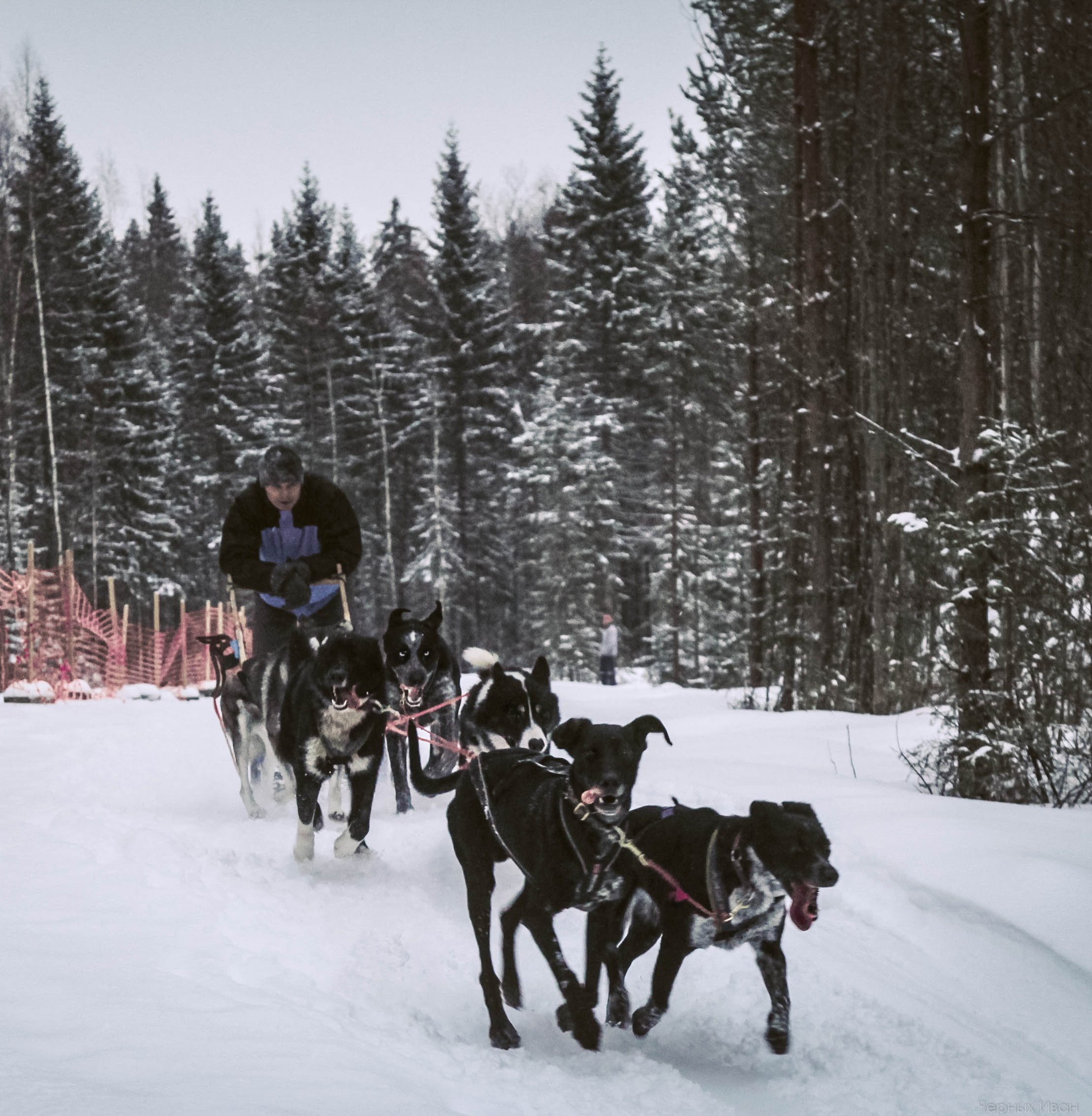 2015. Стрит-фотография, полная абсурда, идиотизма и красоты