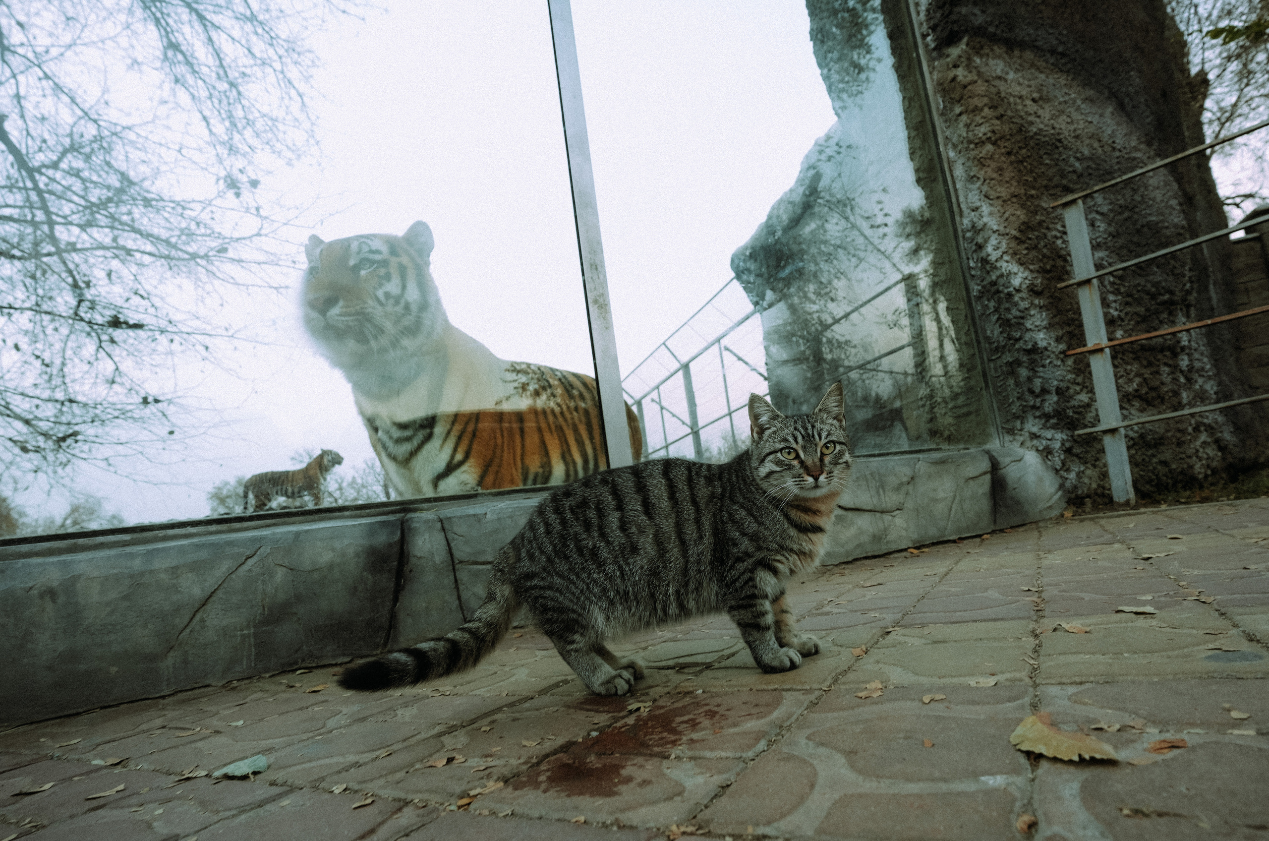 кот и тигр фото кот с тигром фотография кот и тигр вместе фото кот и тигр дружба кот и тигр милые фото кот и тигр забавные фото кот и тигр сравнение размеров кот и тигр играют вместе кот и тигр необычная дружба кот и тигр забавные моменты кот и тигр в одном кадре кот и тигр смешные фото кот и тигр удивительные фото кот и тигр животные вместе кот и тигр фотосессия кот и тигр в зоопарке кот и тигр дома кот и тигр в природе кот и тигр крупным планом кот и тигр мимими кот и тигр забавные позы кот и тигр в объективе кот и тигр уникальные фото кот и тигр редкие кадры кот и тигр эмоции кот и тигр взгляд кот и тигр игра кот и тигр общение кот и тигр невероятные фото кот и тигр в одном фото кот и тигр контраст размеров кот и тигр забавные выражения кот и тигр в движении кот и тигр в кадре кот и тигр фото история кот и тигр в объективе фотографа кот и тигр в дикой