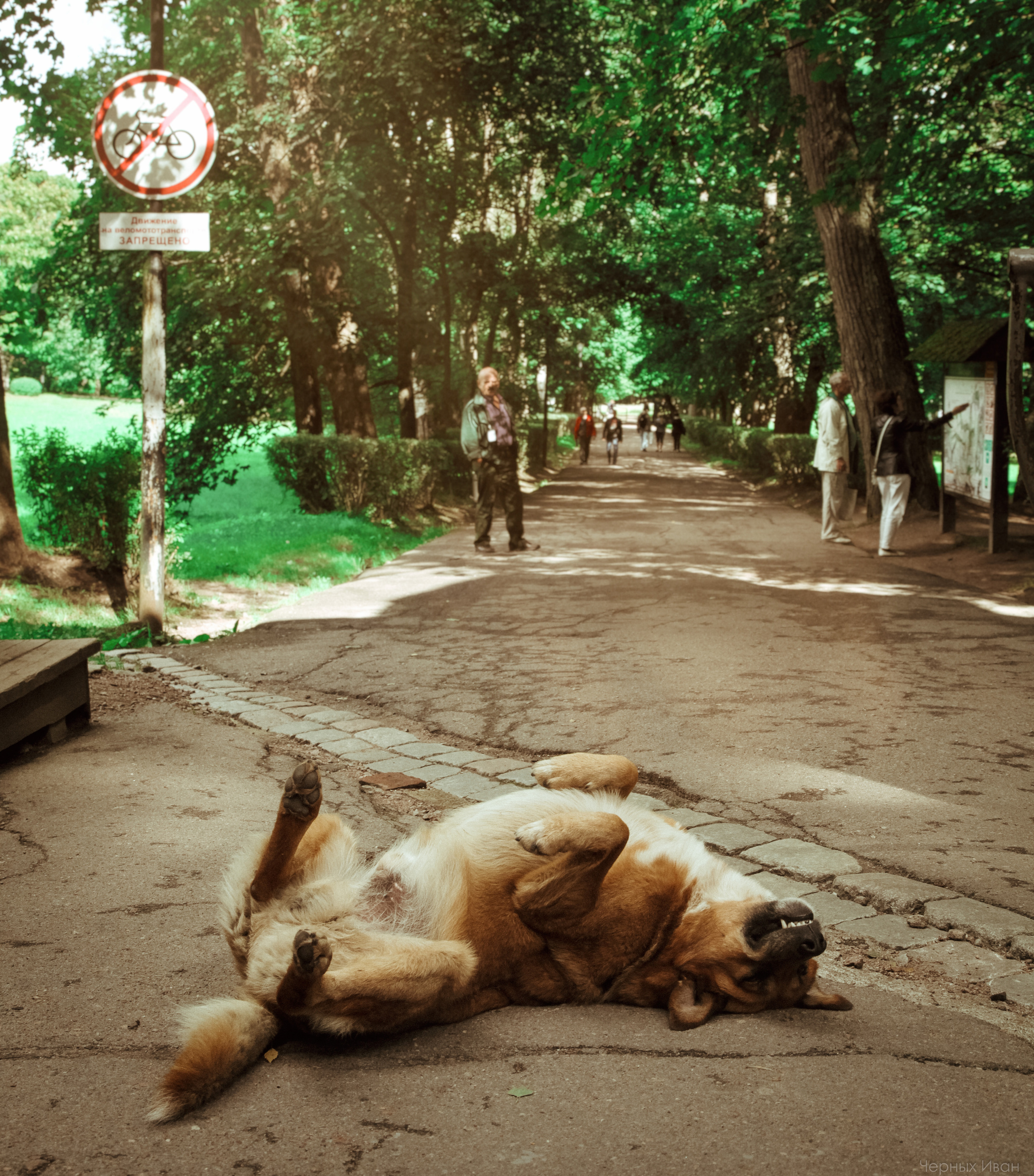 2016. Стрит-фотография, полная абсурда, идиотизма и красоты
