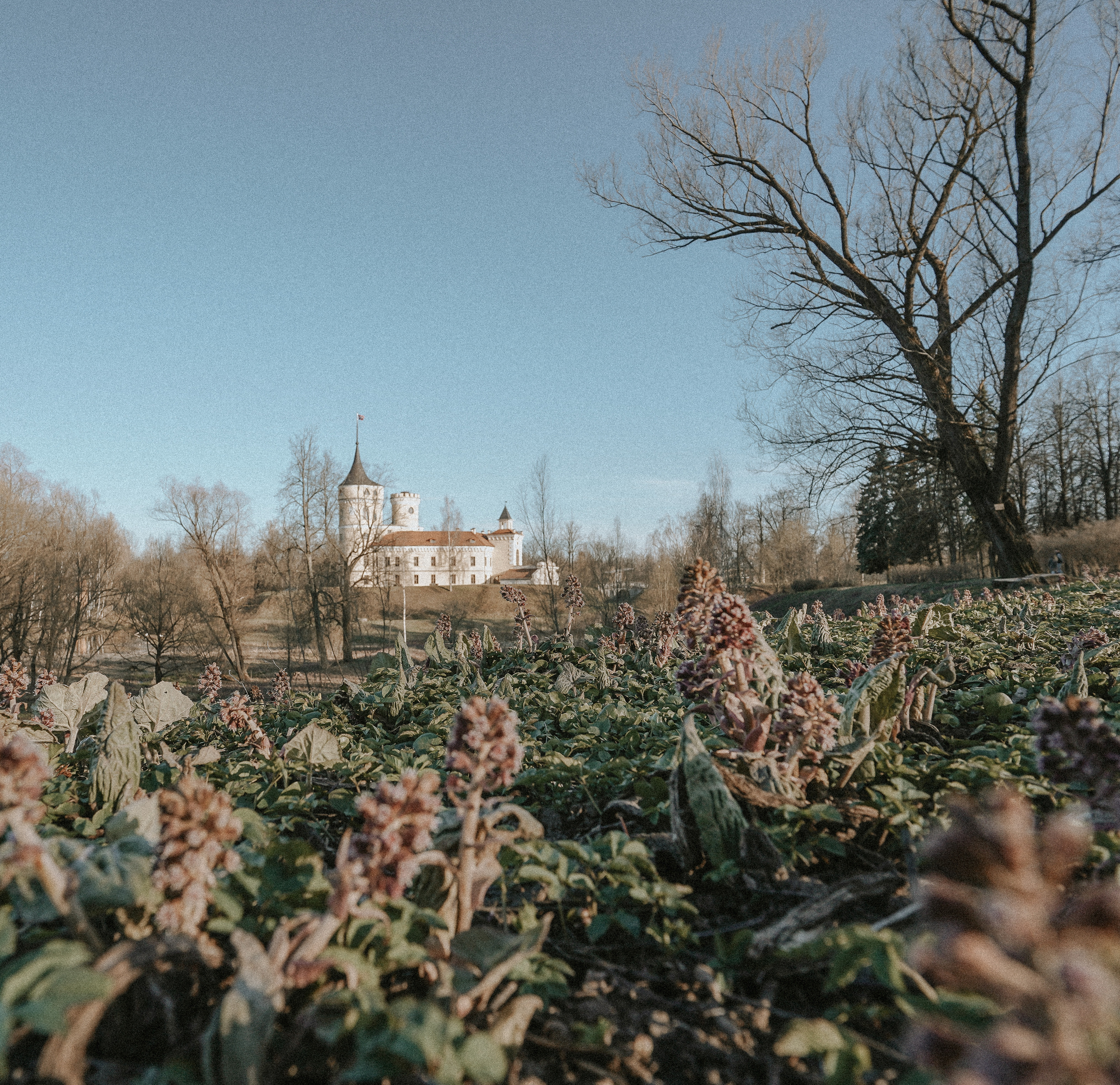 2020. Стрит-фотография, полная абсурда, идиотизма и красоты