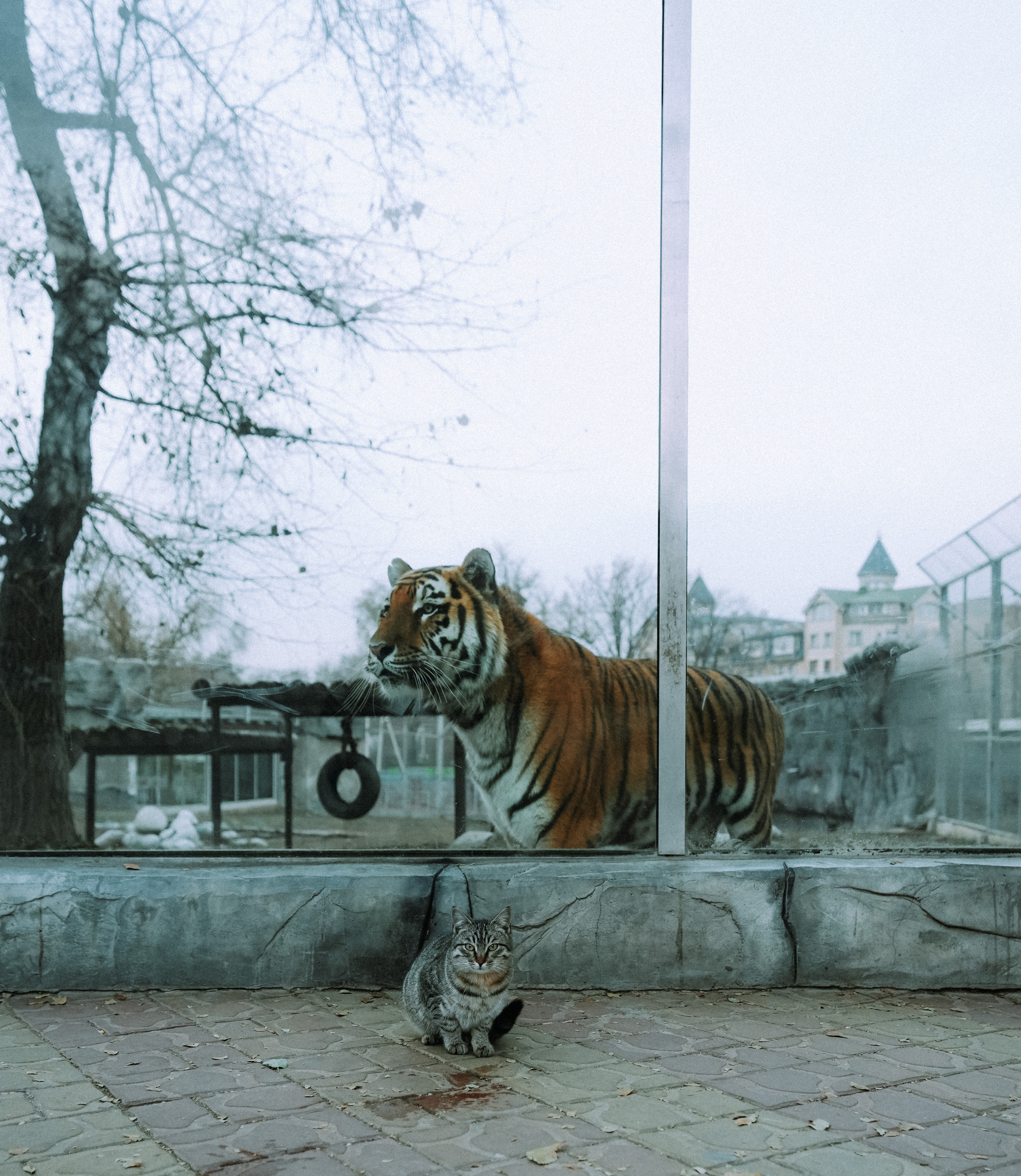 КАЗАХСТАН. Стрит-фотография, полная абсурда, идиотизма и красоты