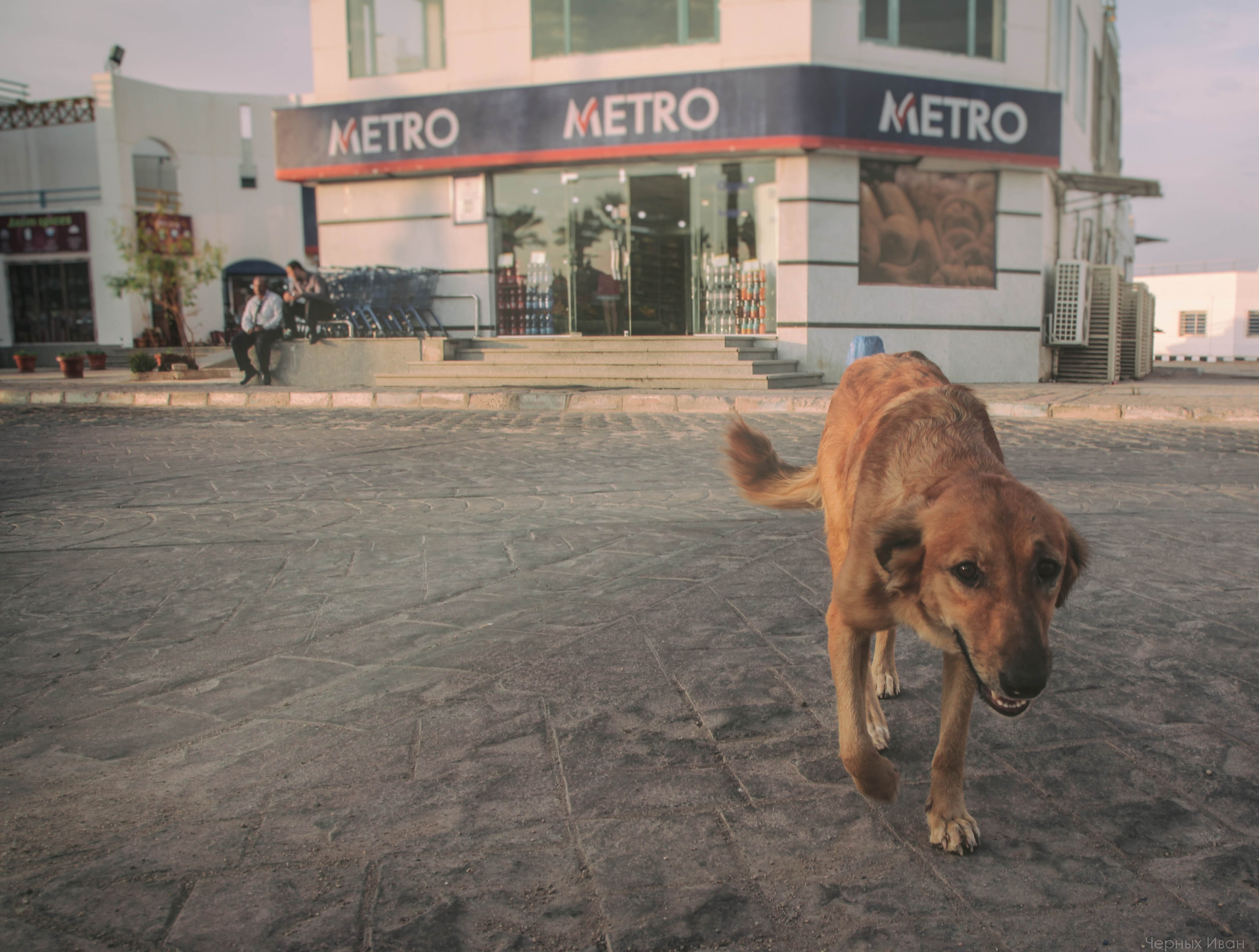 ЕГИПЕТ. Стрит-фотография, полная абсурда, идиотизма и красоты