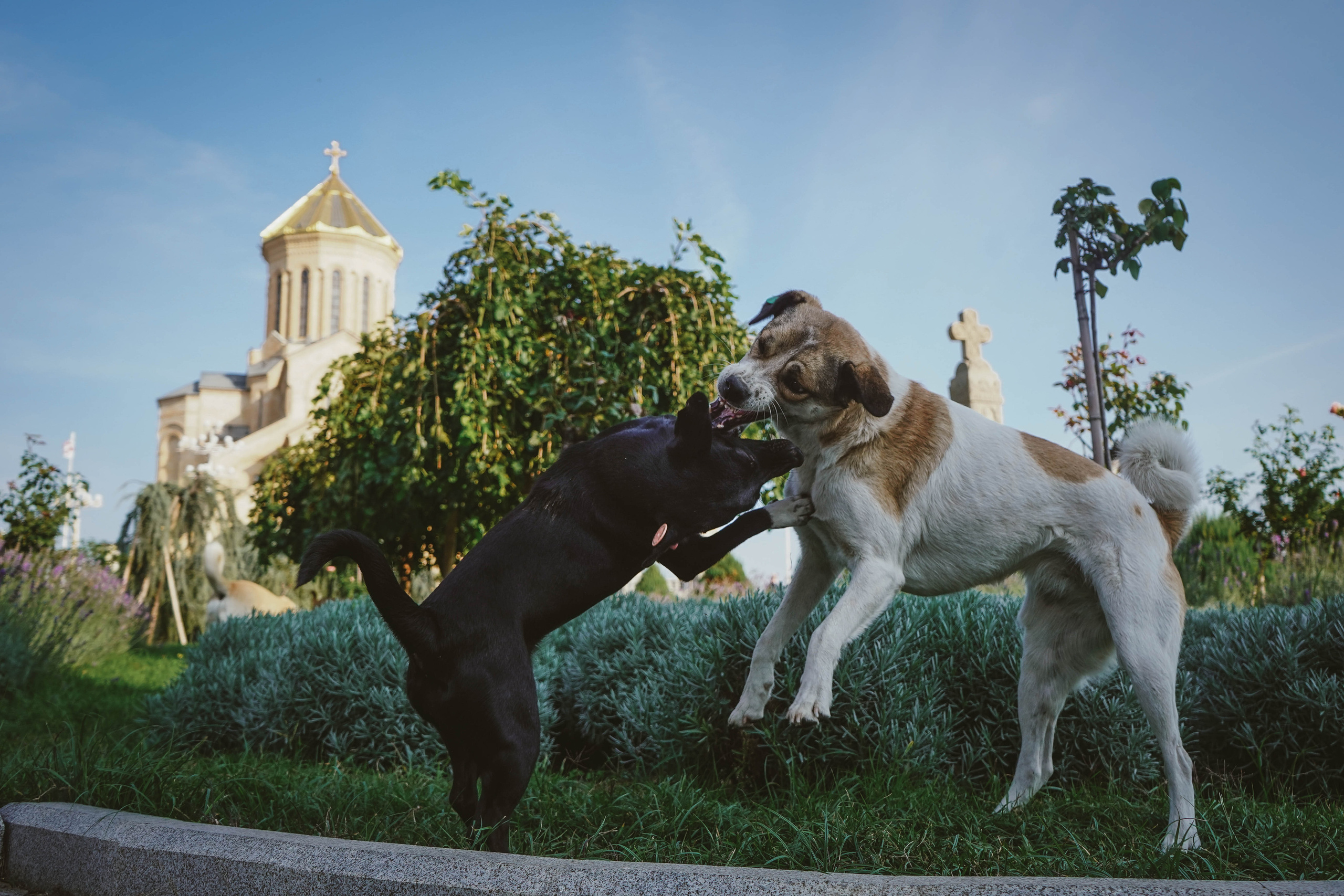 ГРУЗИЯ. Стрит-фотография, полная абсурда, идиотизма и красоты