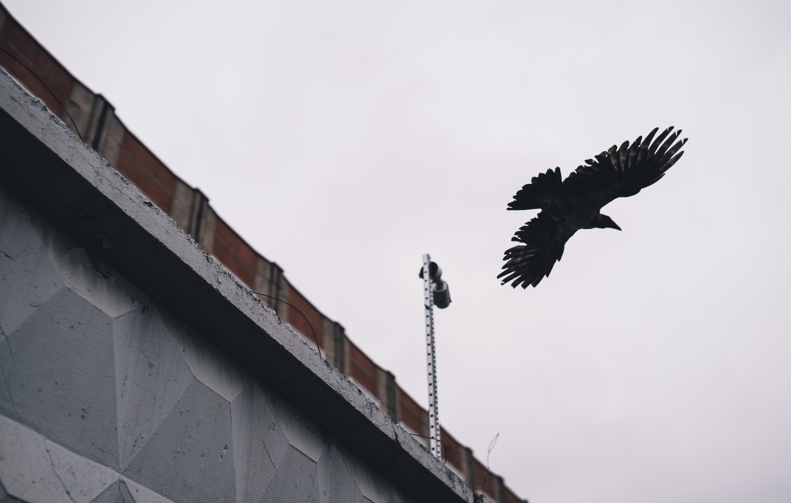 2019. Стрит-фотография, полная абсурда, идиотизма и красоты