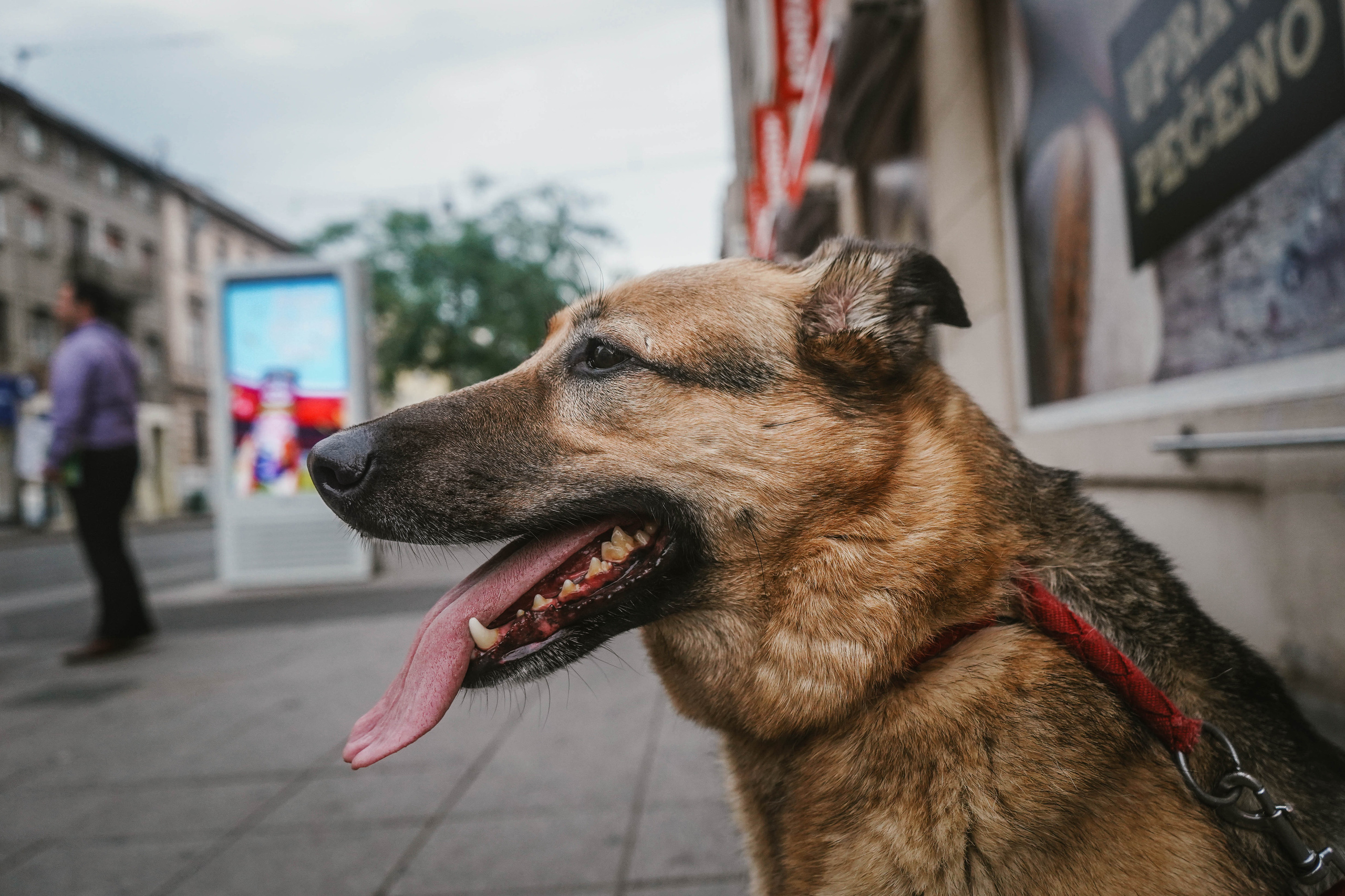 ЗАГРЕБ. Стрит-фотография, полная абсурда, идиотизма и красоты
