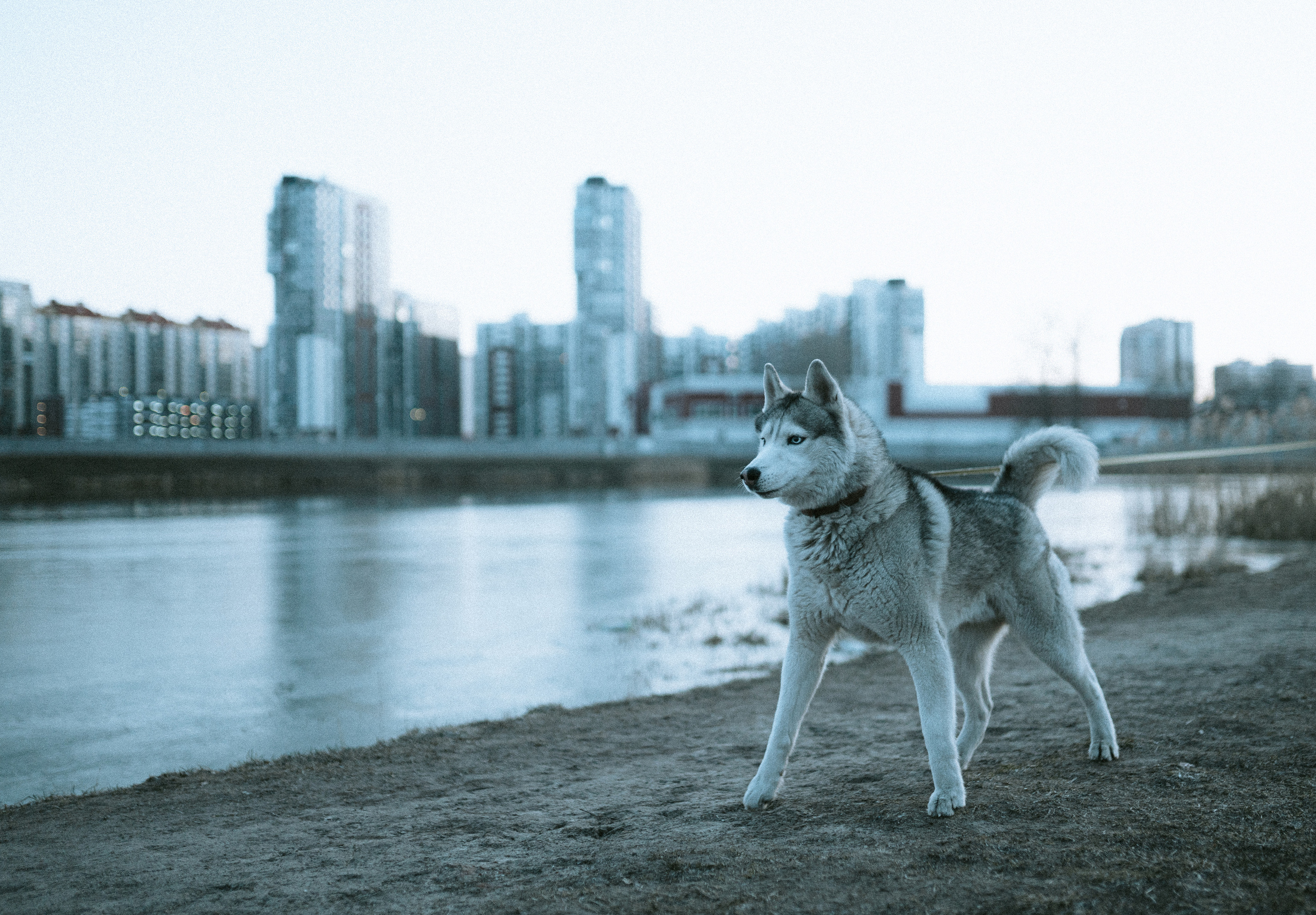 2020. Стрит-фотография, полная абсурда, идиотизма и красоты