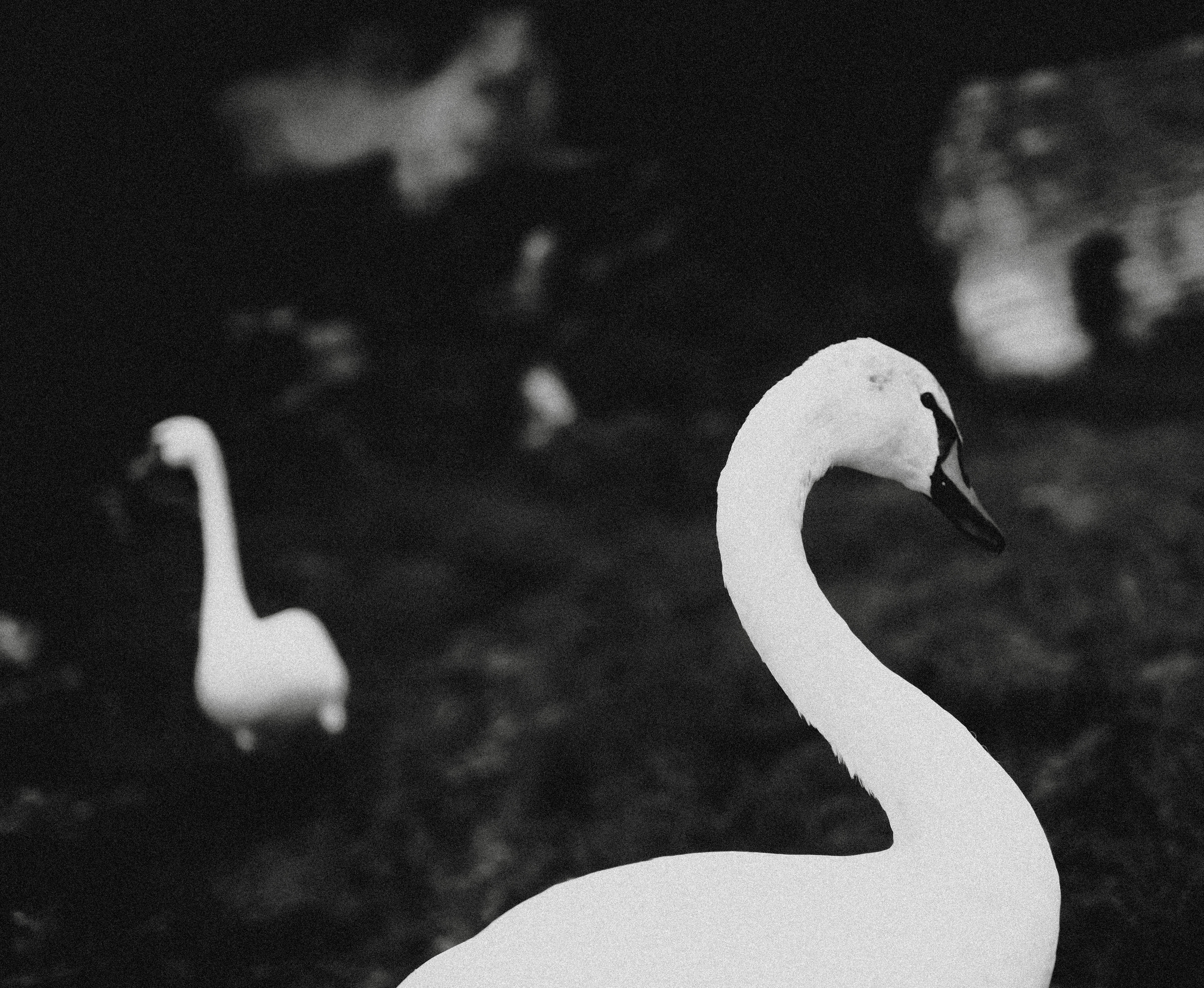 2022. Стрит-фотография, полная абсурда, идиотизма и красоты