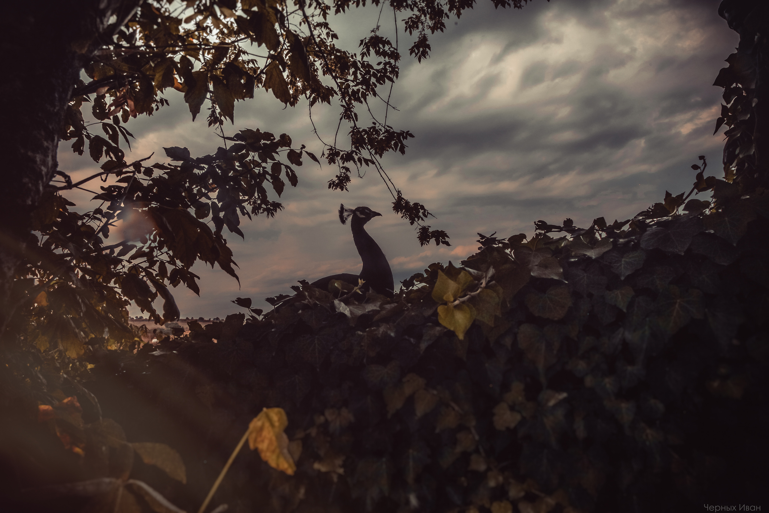 БОЛГАРИЯ. Стрит-фотография, полная абсурда, идиотизма и красоты