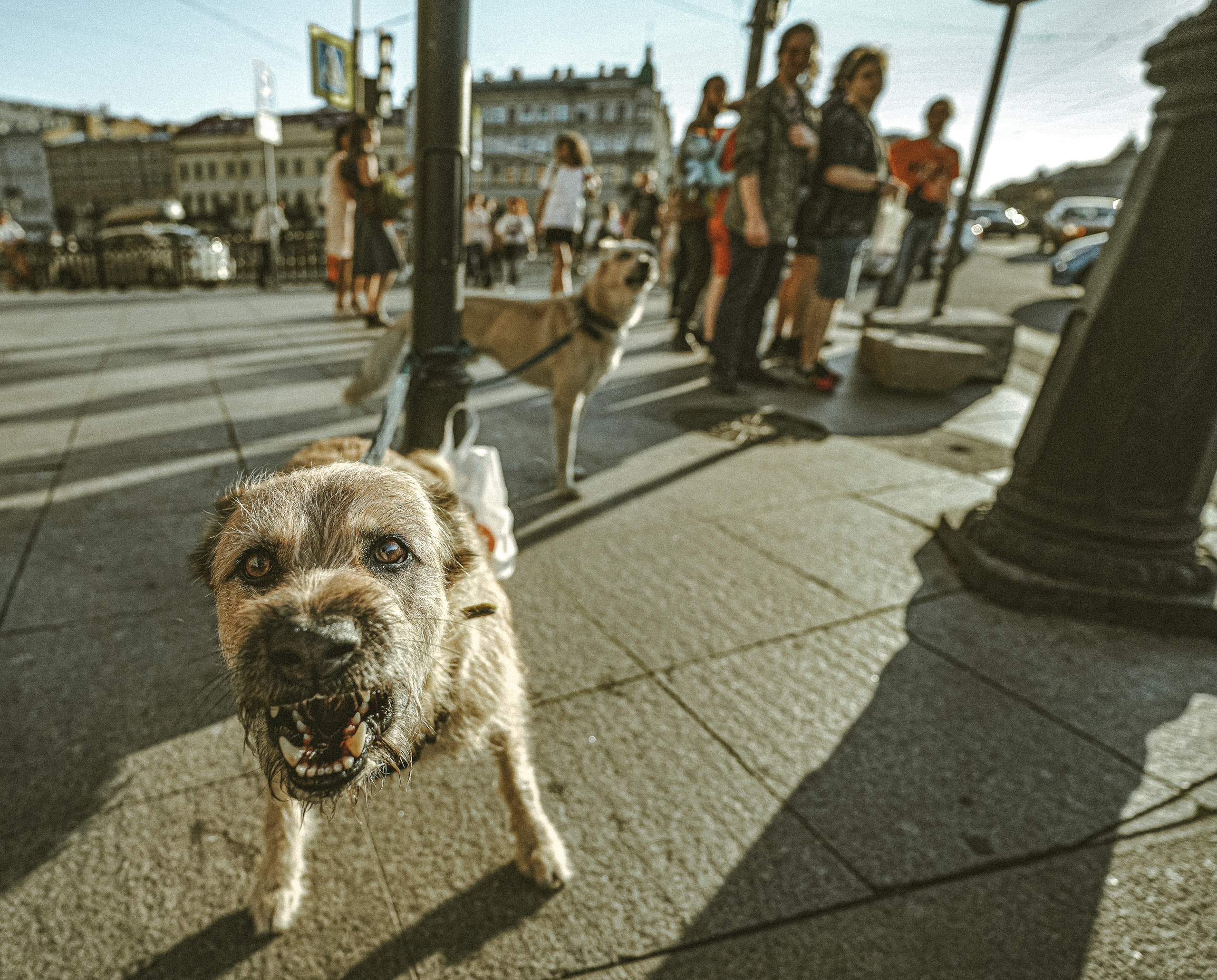 2020. Стрит-фотография, полная абсурда, идиотизма и красоты