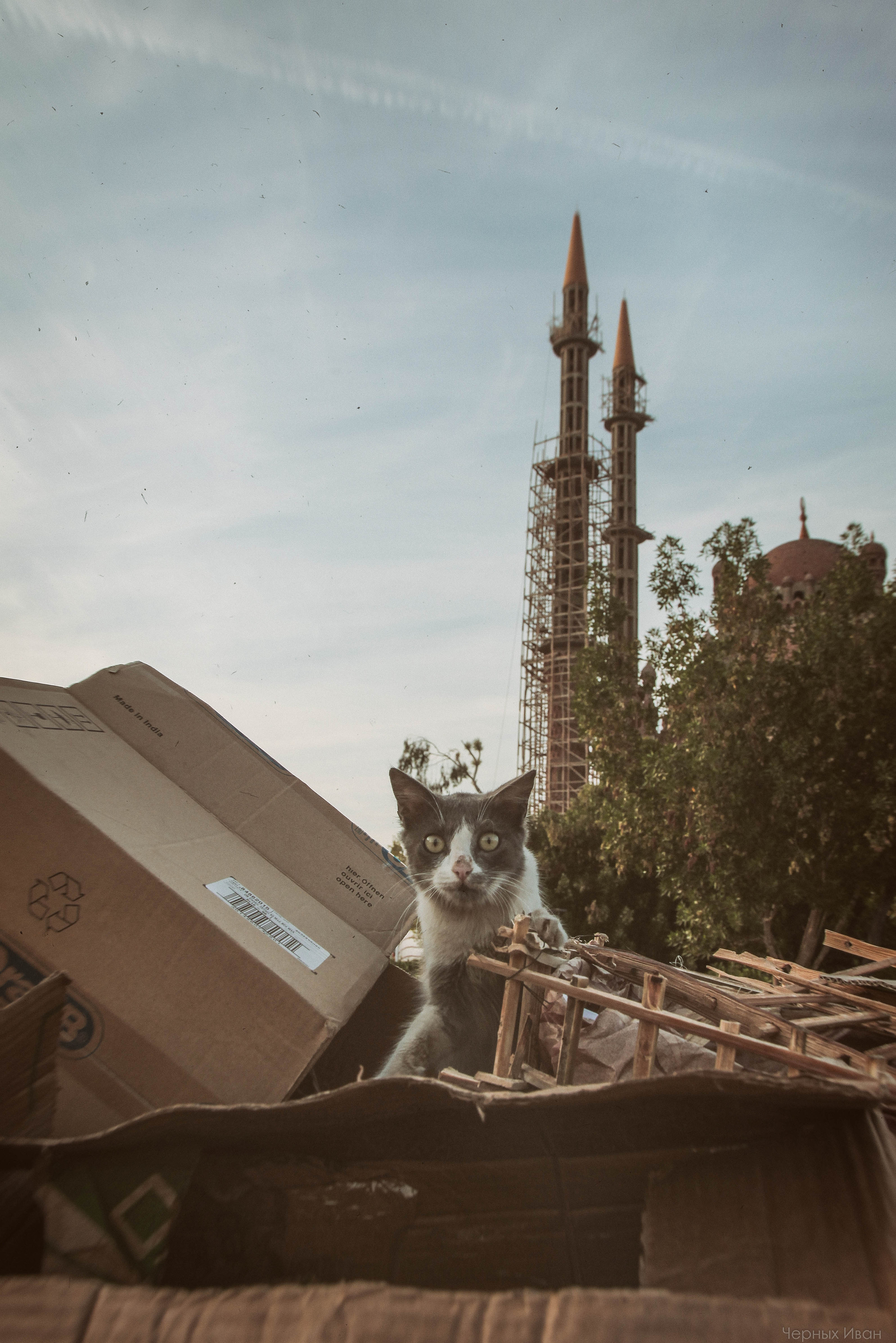 ЕГИПЕТ. Стрит-фотография, полная абсурда, идиотизма и красоты