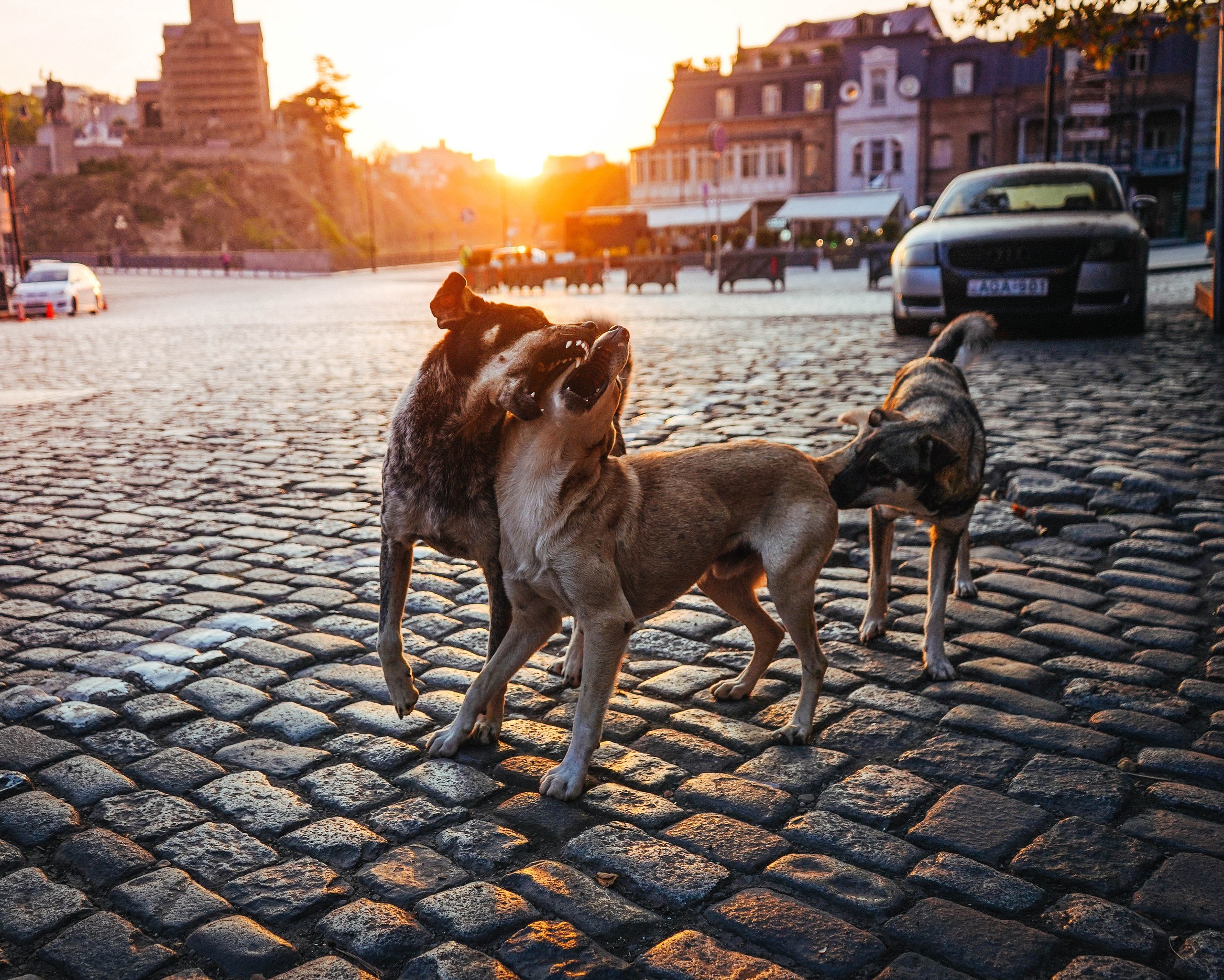 BEST OF. Стрит-фотография, полная абсурда, идиотизма и красоты