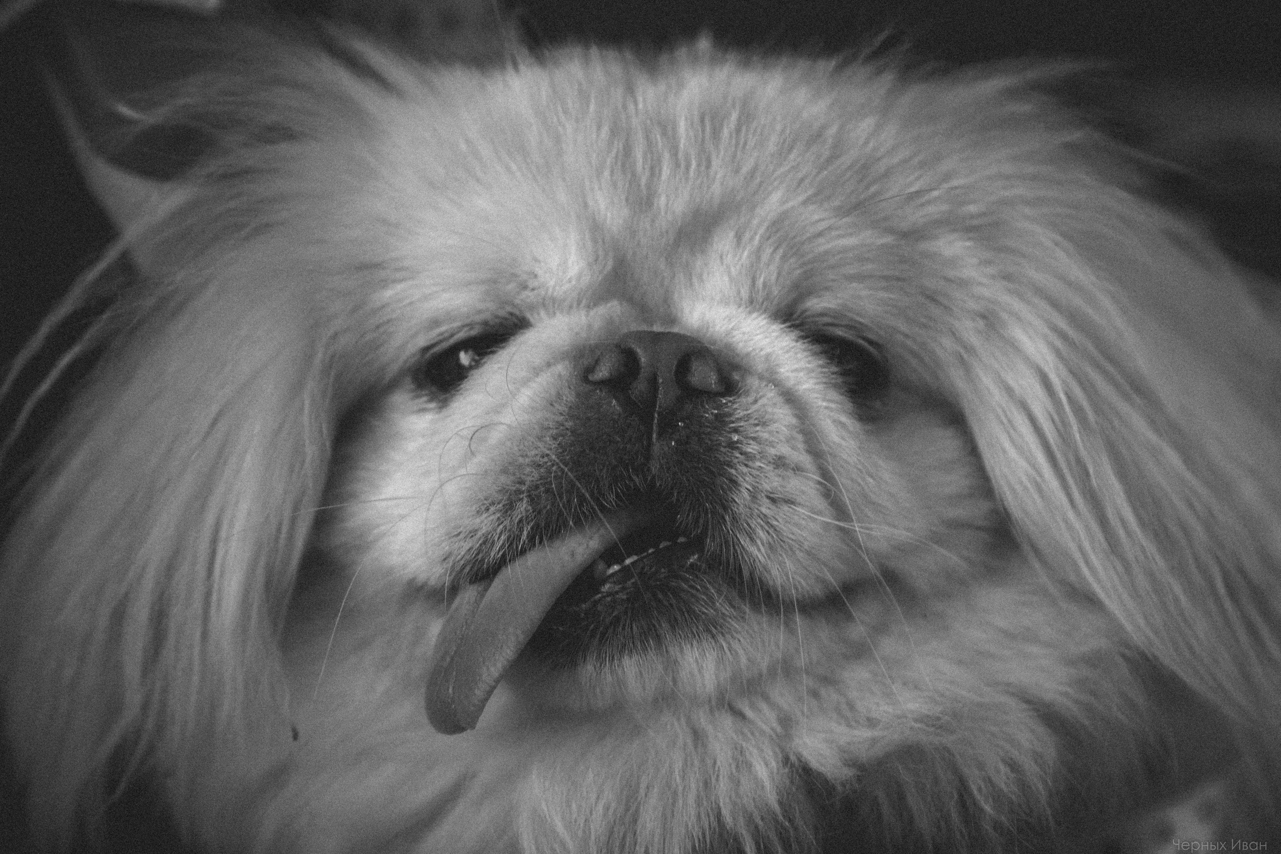 2016. Стрит-фотография, полная абсурда, идиотизма и красоты