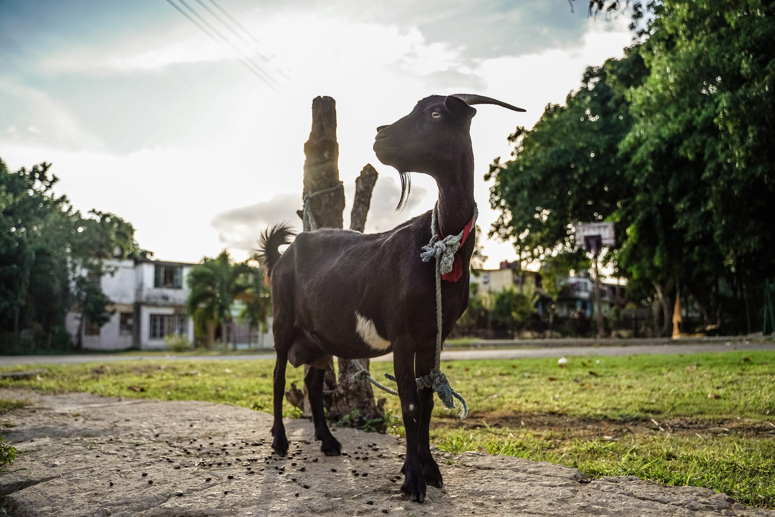КУБА. Стрит-фотография, полная абсурда, идиотизма и красоты