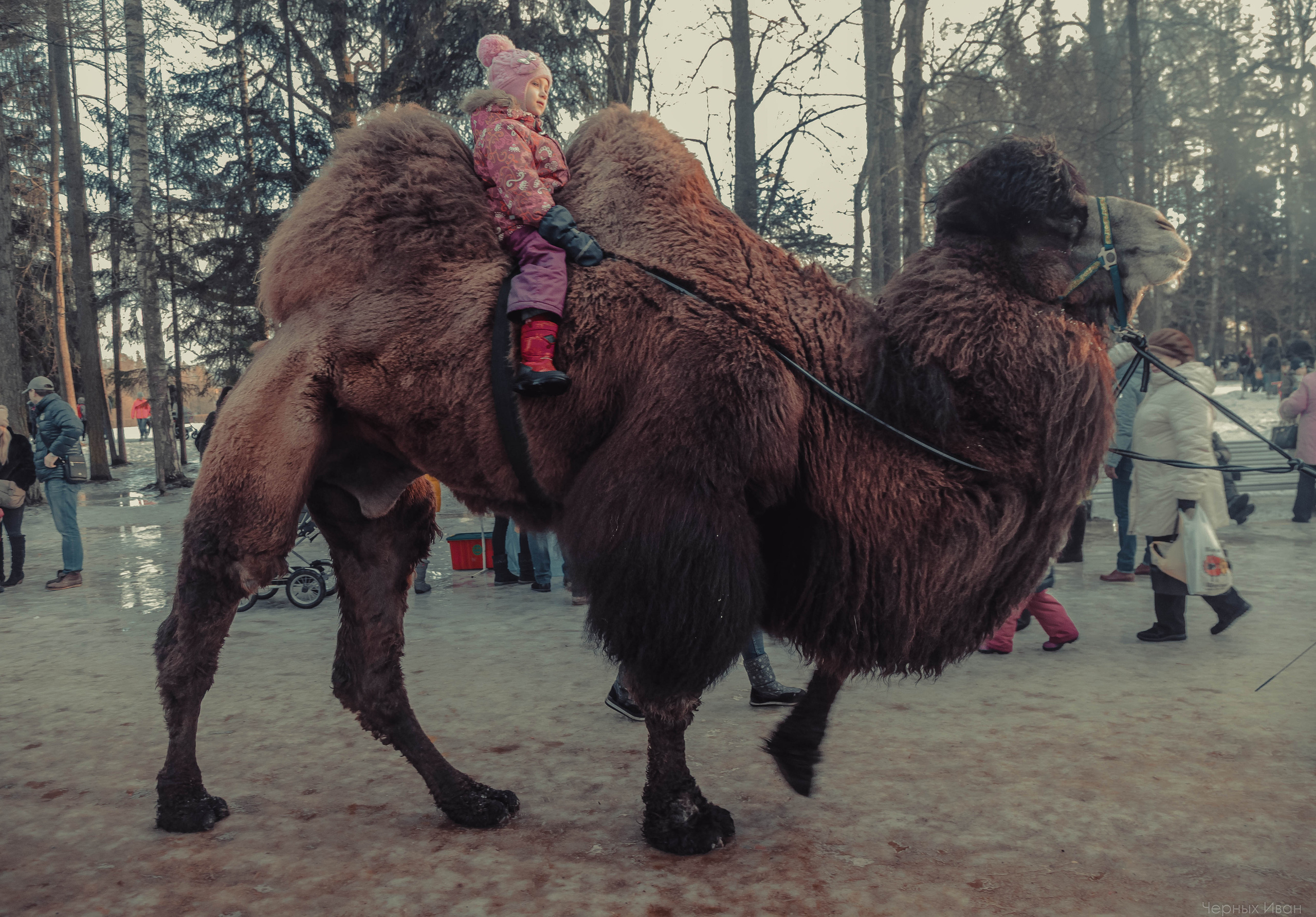 2015. Стрит-фотография, полная абсурда, идиотизма и красоты