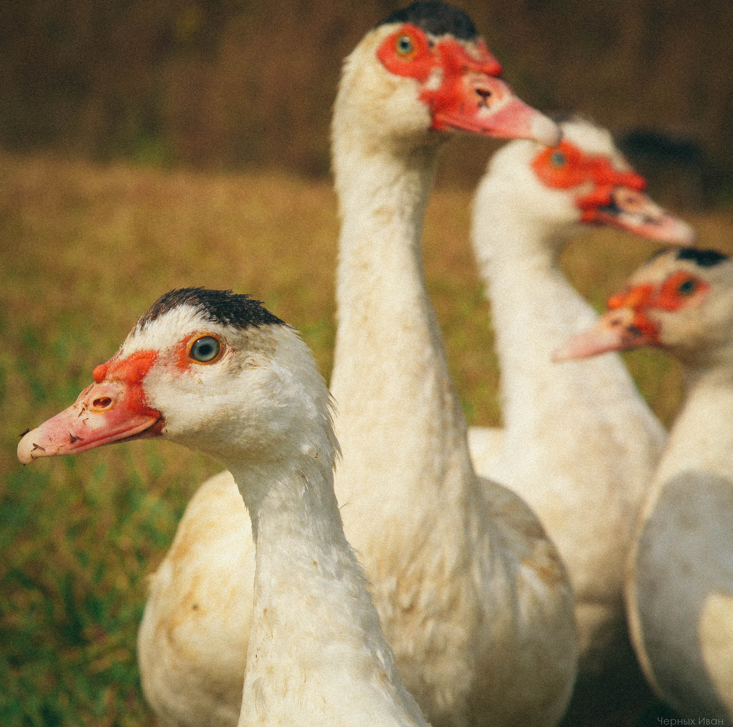 ВЬЕТНАМ. Стрит-фотография, полная абсурда, идиотизма и красоты