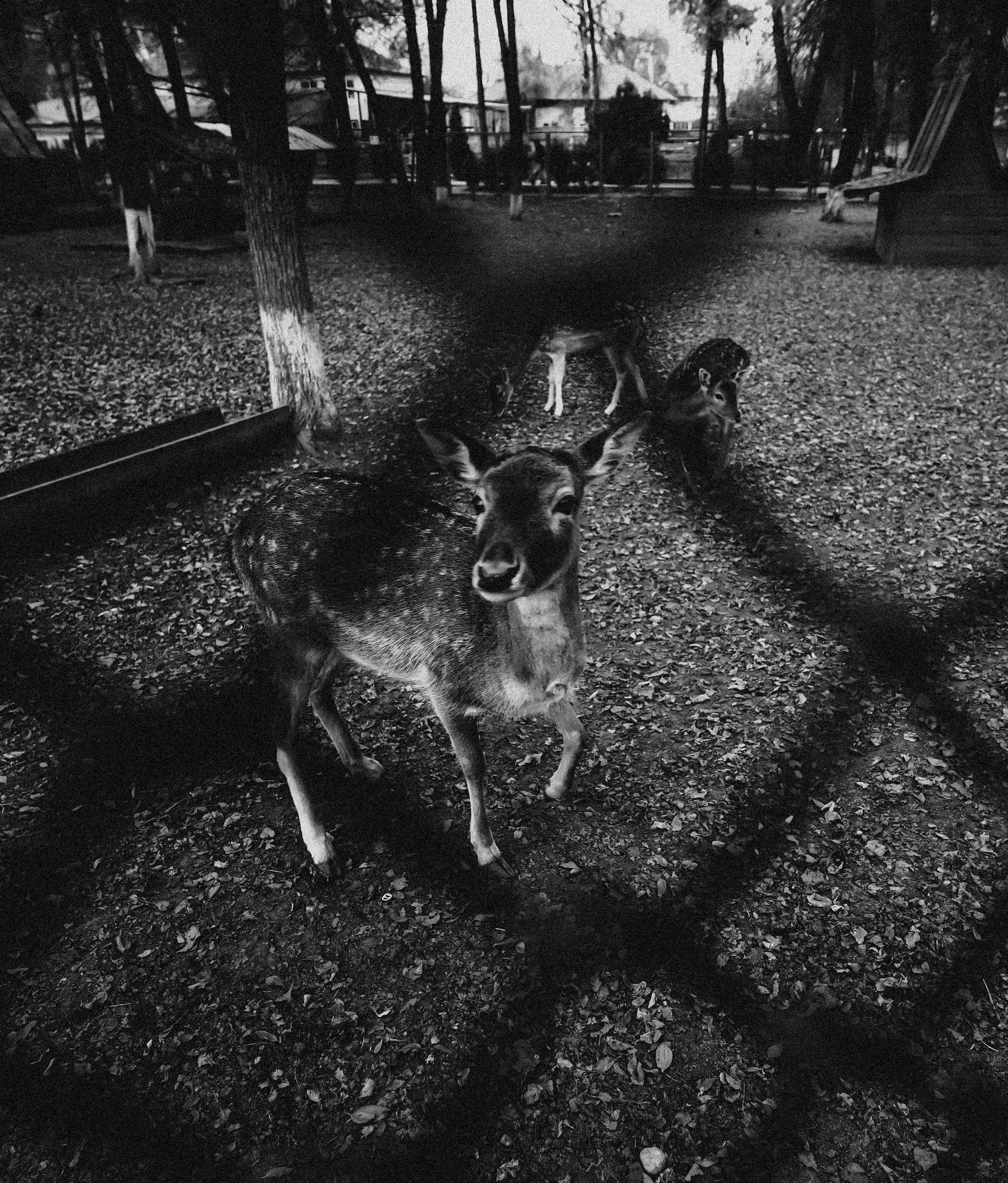 КАЗАХСТАН. Стрит-фотография, полная абсурда, идиотизма и красоты