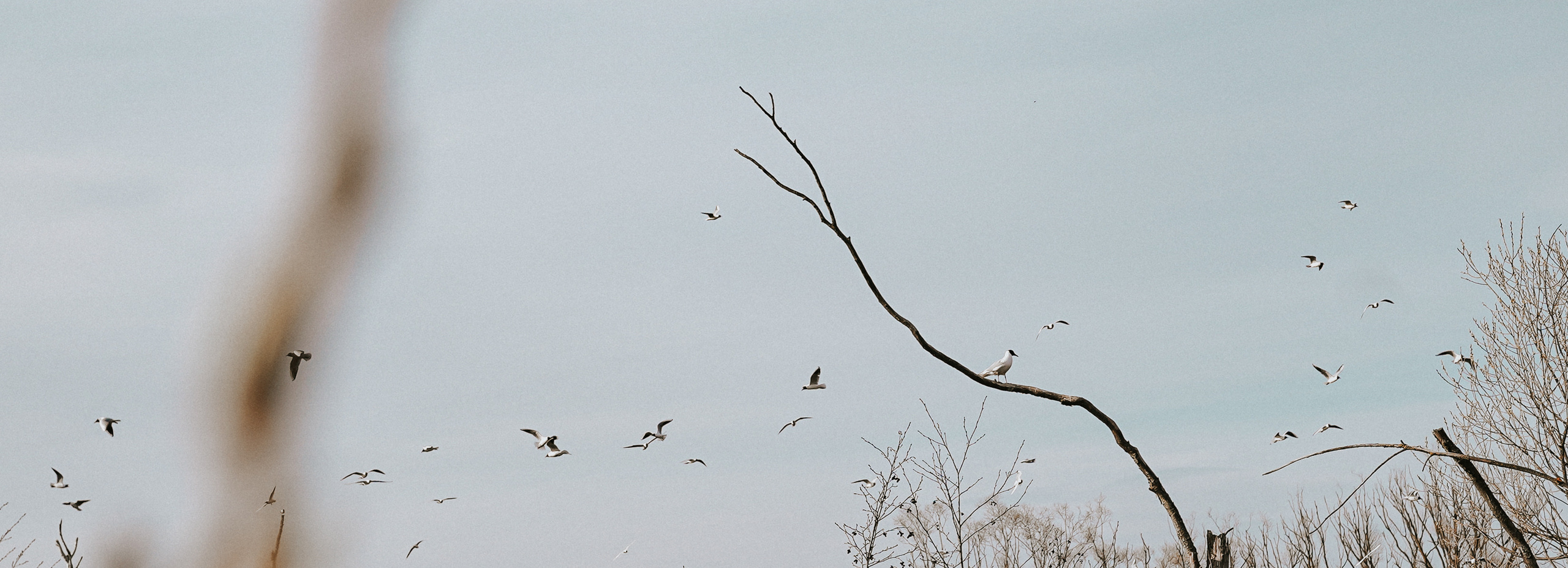 2020. Стрит-фотография, полная абсурда, идиотизма и красоты
