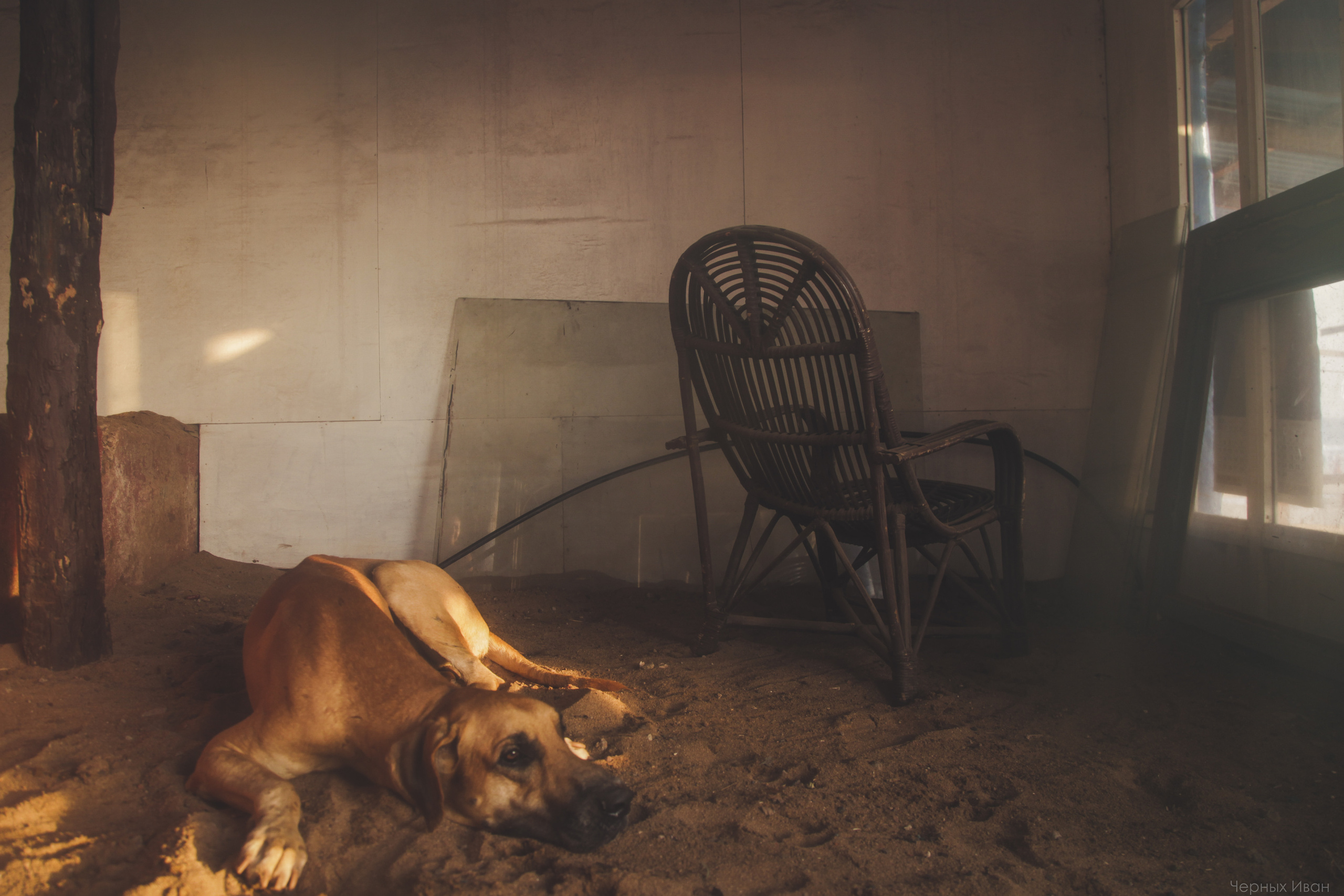 ИНДИЯ 2015. Стрит-фотография, полная абсурда, идиотизма и красоты