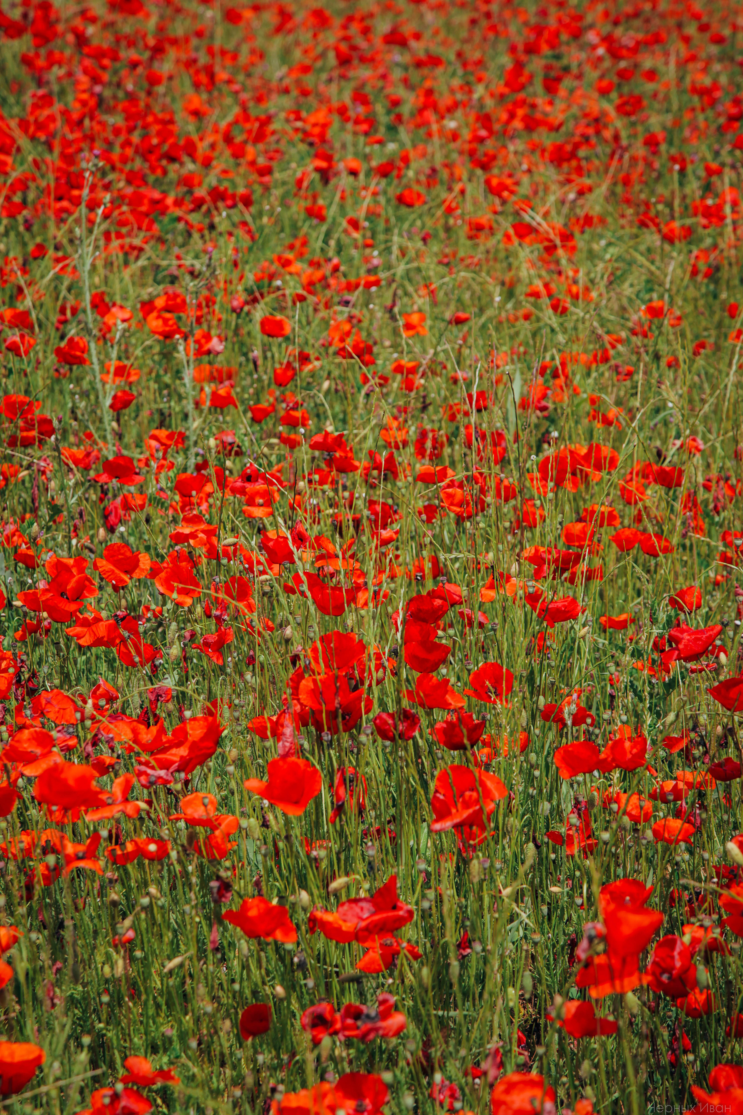 ФРАНЦИЯ. Стрит-фотография, полная абсурда, идиотизма и красоты