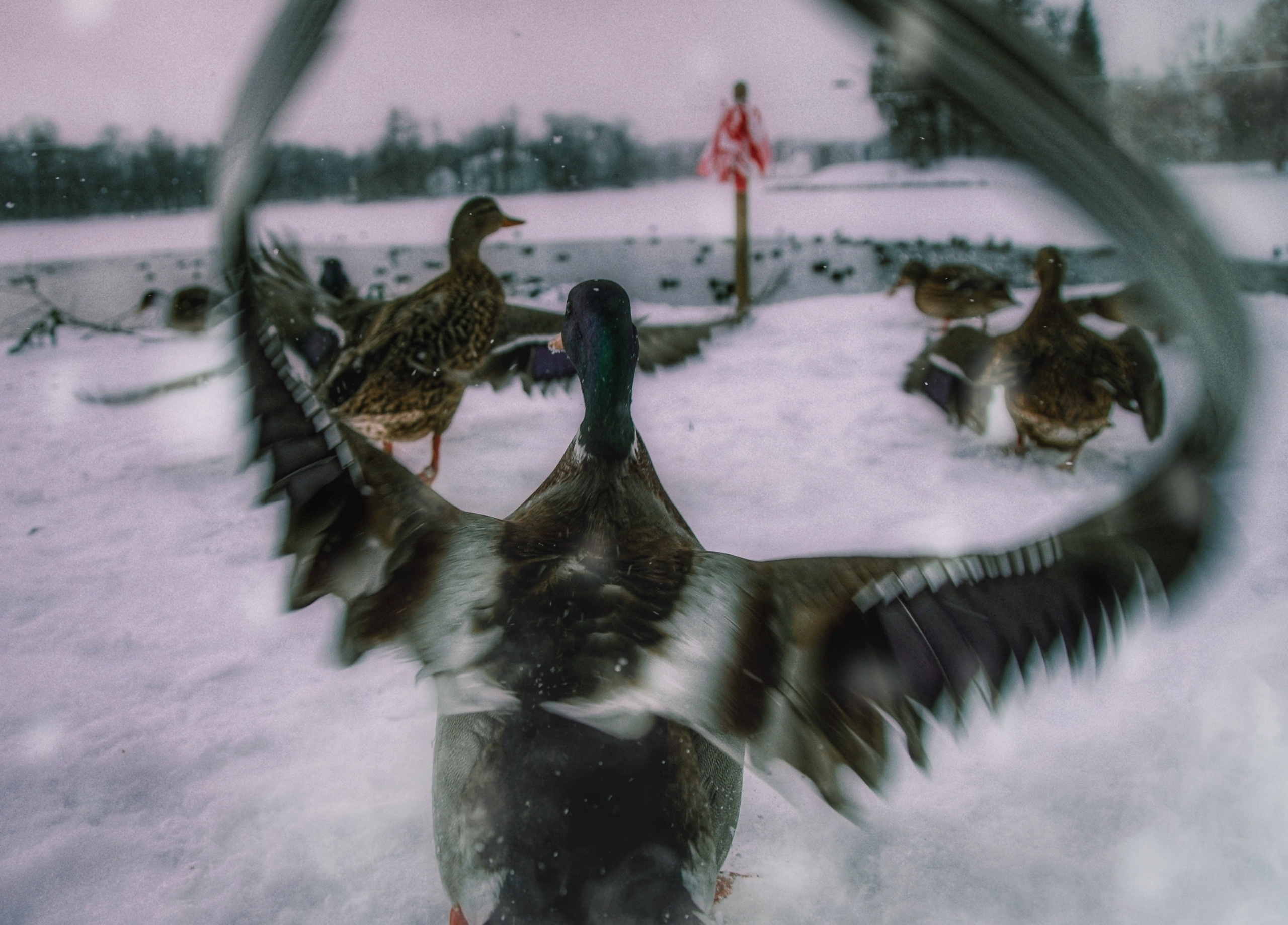 BEST OF. Стрит-фотография, полная абсурда, идиотизма и красоты