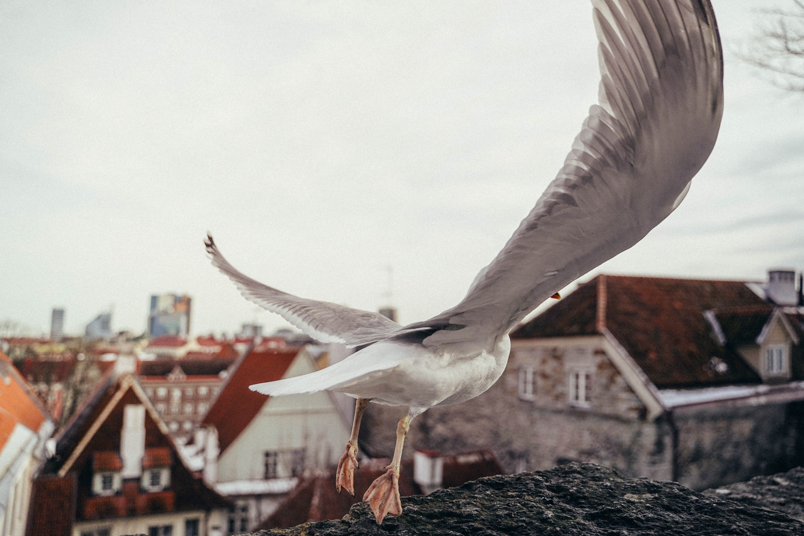 BEST OF. Стрит-фотография, полная абсурда, идиотизма и красоты