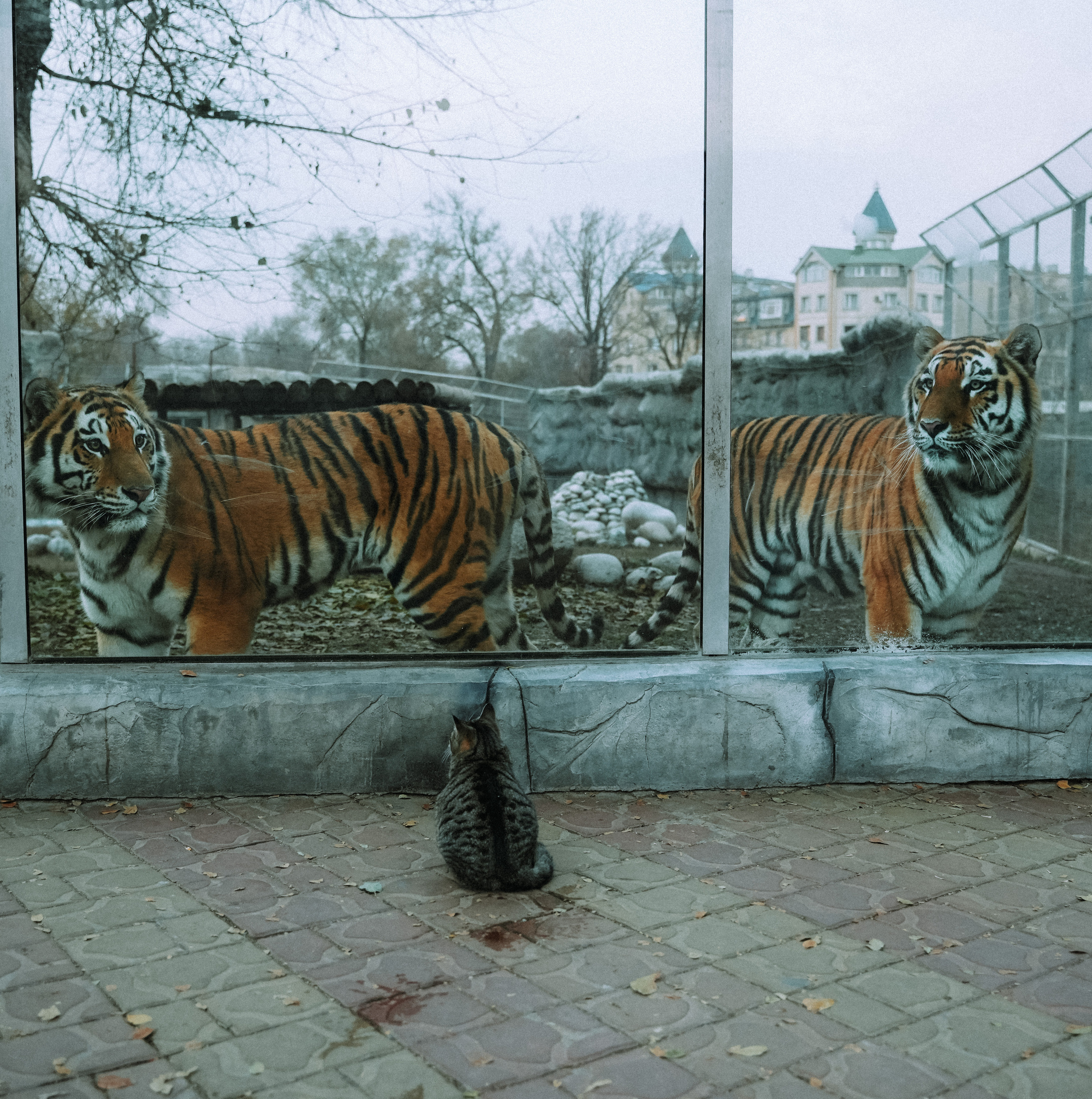 КАЗАХСТАН. Стрит-фотография, полная абсурда, идиотизма и красоты