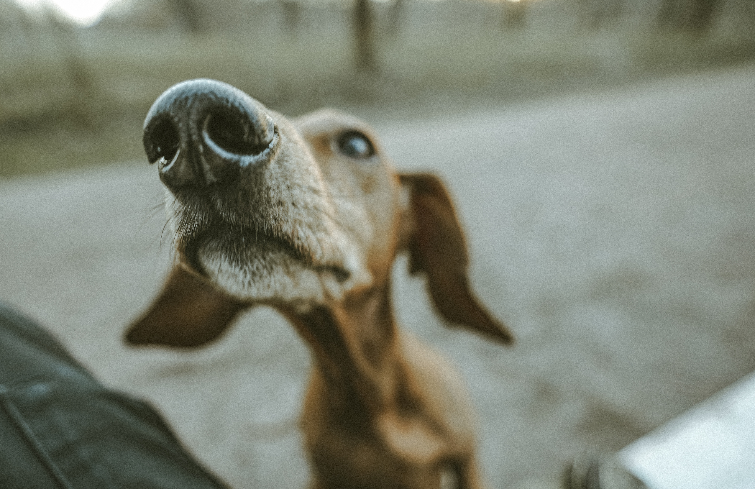 2020. Стрит-фотография, полная абсурда, идиотизма и красоты