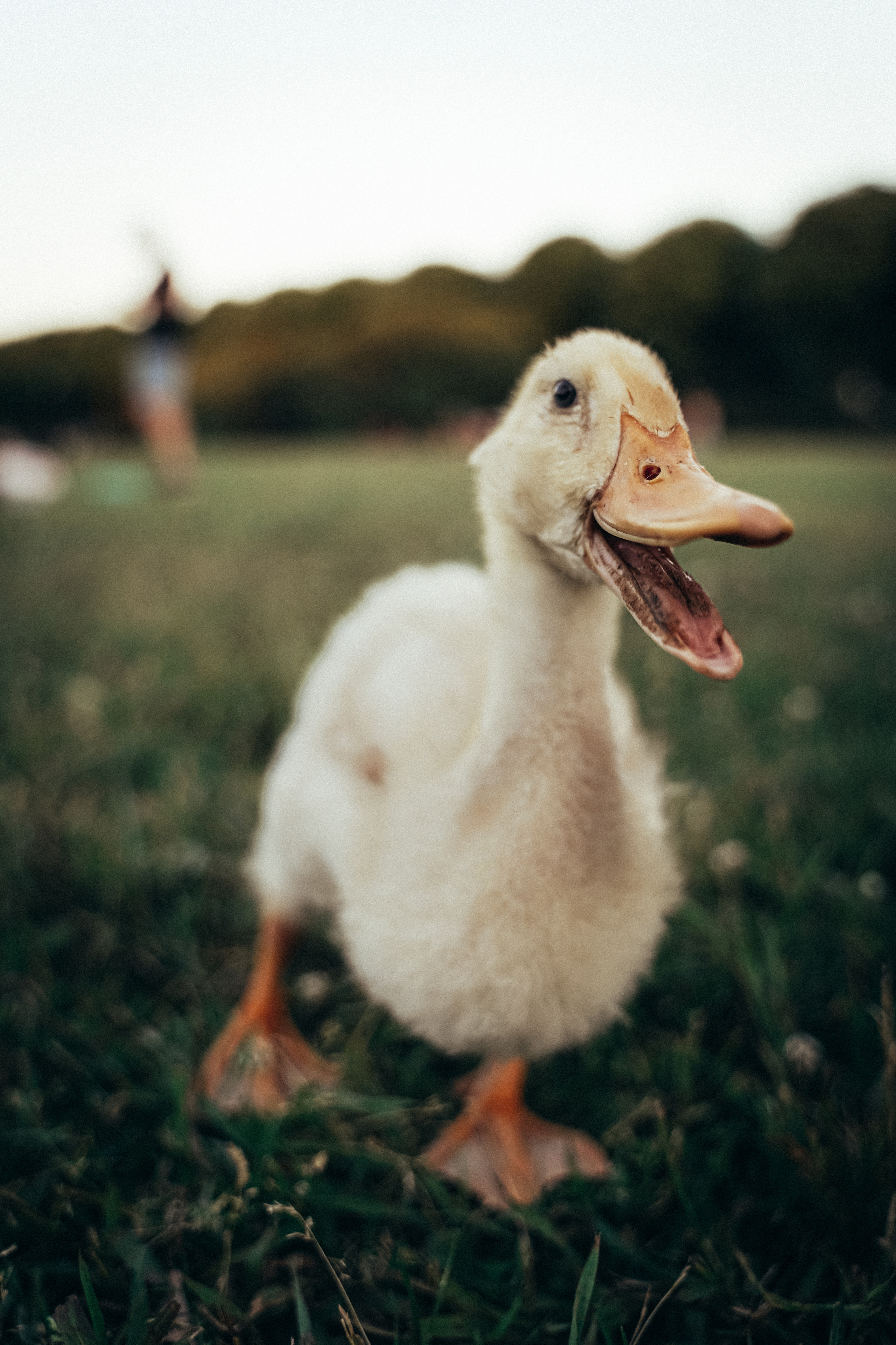 2020. Стрит-фотография, полная абсурда, идиотизма и красоты