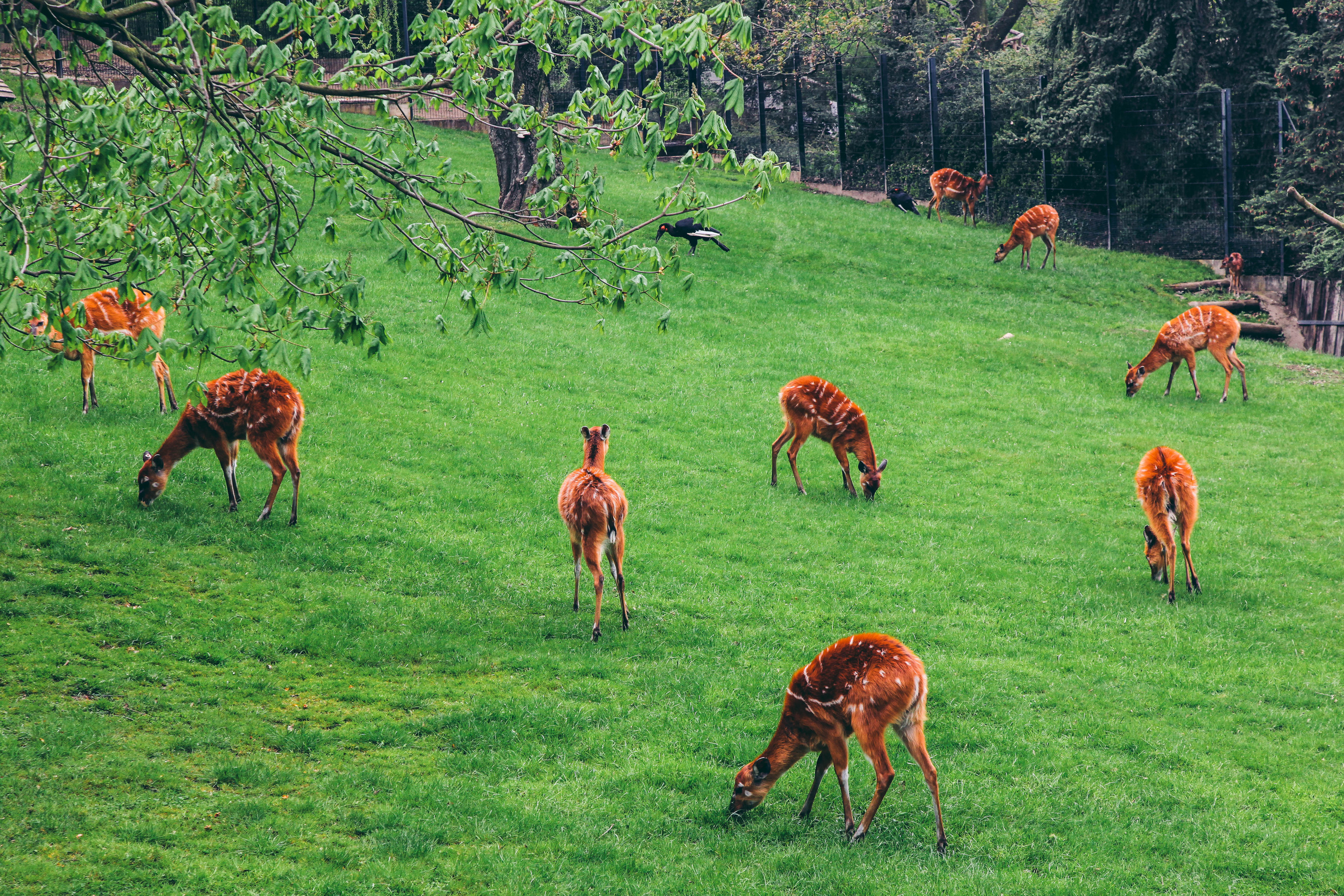 ЧЕХИЯ. Стрит-фотография, полная абсурда, идиотизма и красоты