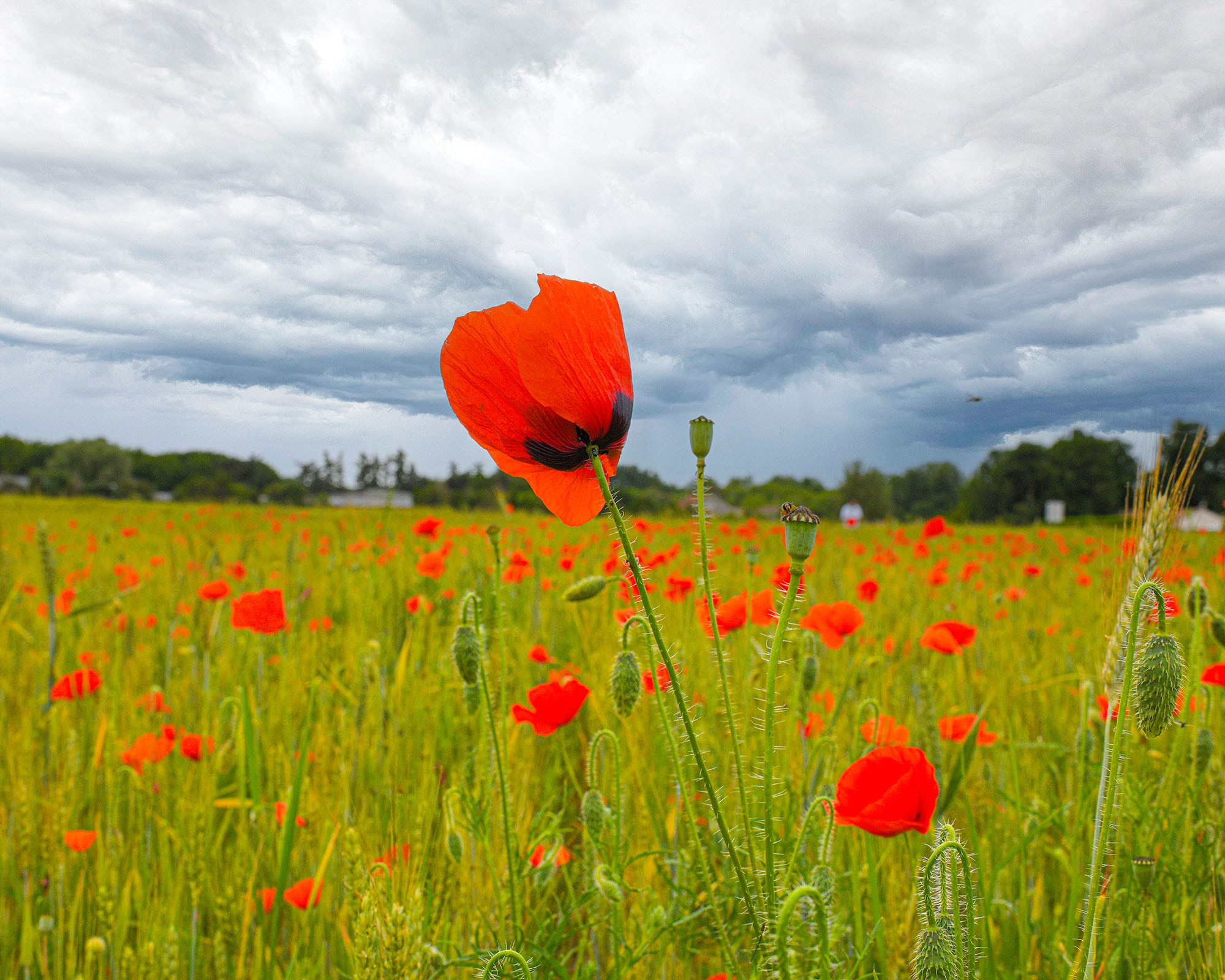 Poppy Fields Near Milly-la-Forêt and Château de Courances — A Photographer’s Journey. AI Photo Retoucher and Image Restorer Zhanna Ognivo