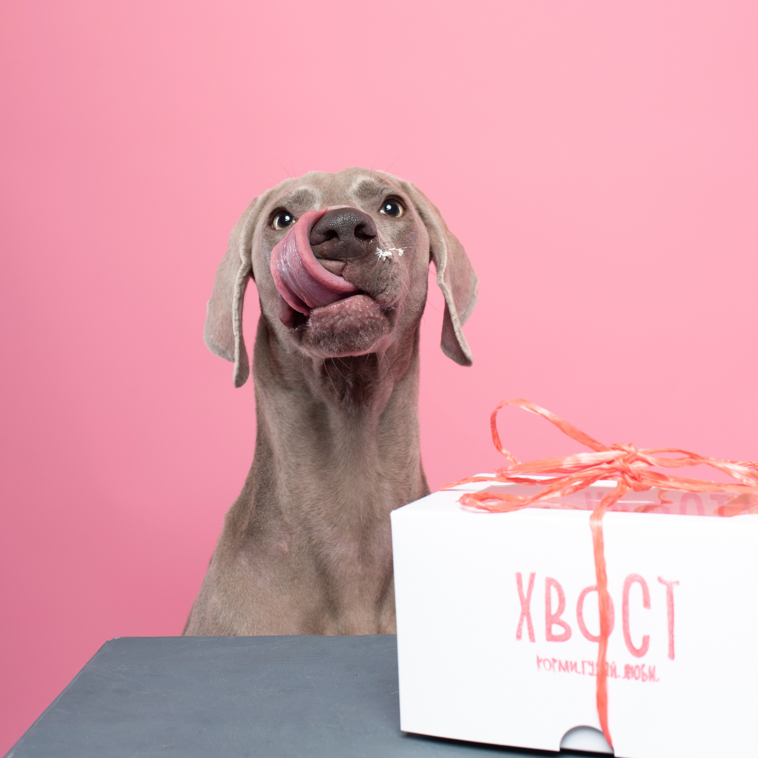 Commercial & UGC Pet Product Photography by Tanya Asfir. Tanya Asfir — Pet & Animal Photographer | Belgrade, Serbia