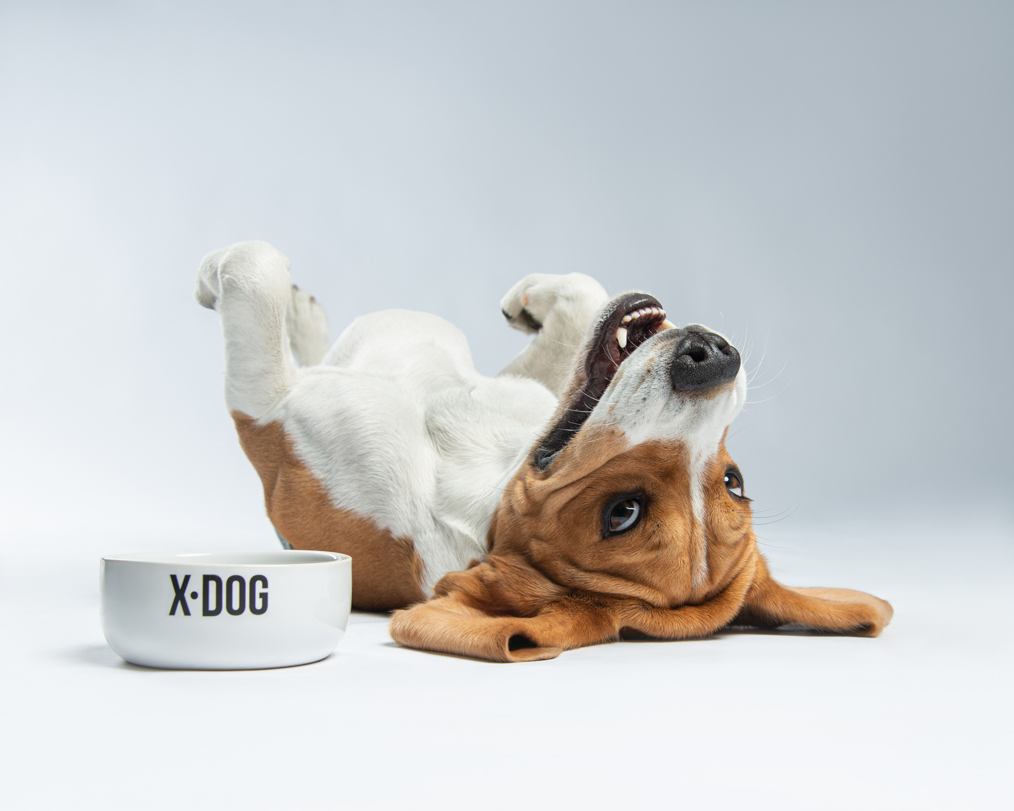 Commercial & UGC Pet Product Photography by Tanya Asfir. Tanya Asfir — Pet & Animal Photographer | Belgrade, Serbia
