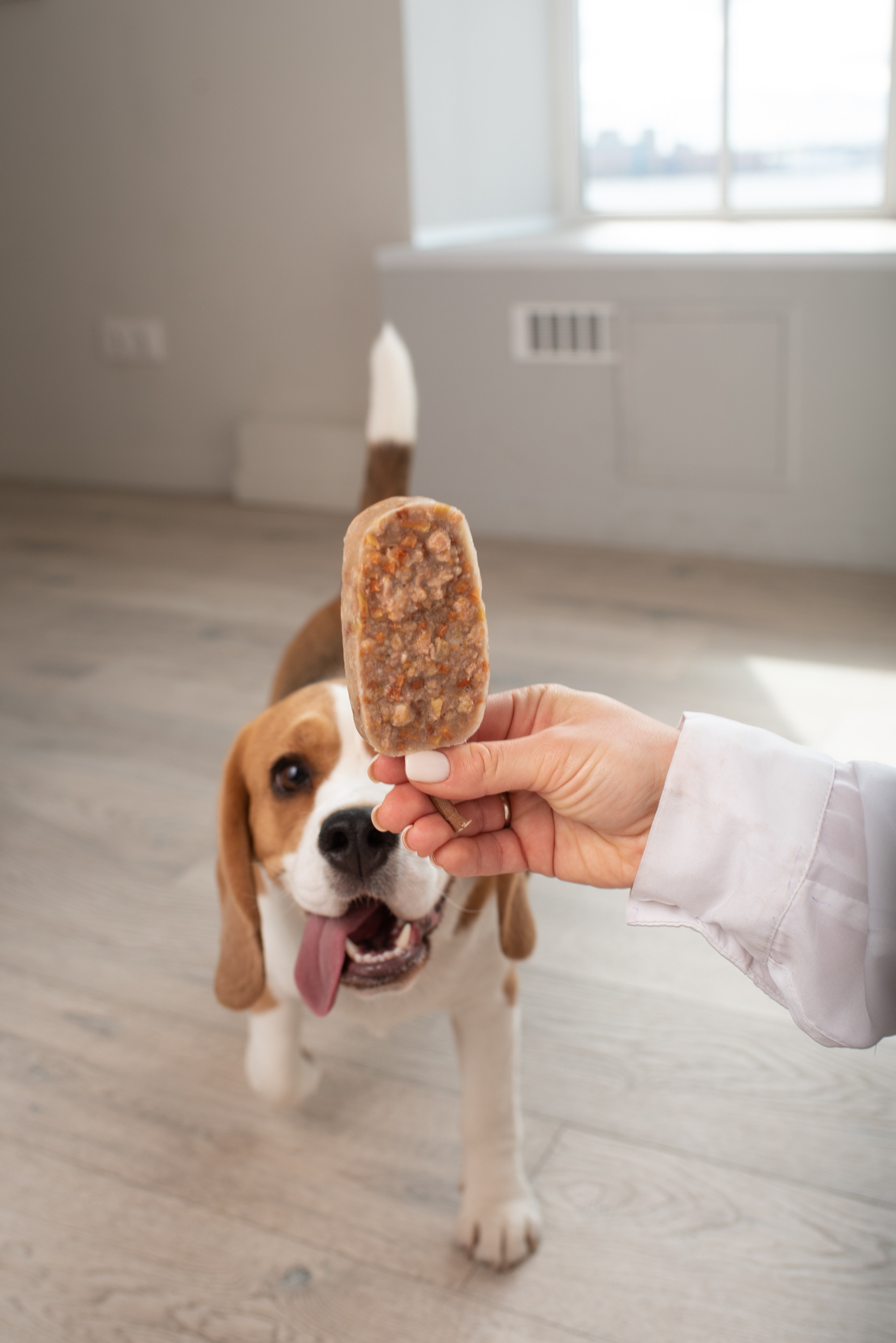 Commercial & UGC Pet Product Photography by Tanya Asfir. Tanya Asfir — Pet & Animal Photographer | Belgrade, Serbia