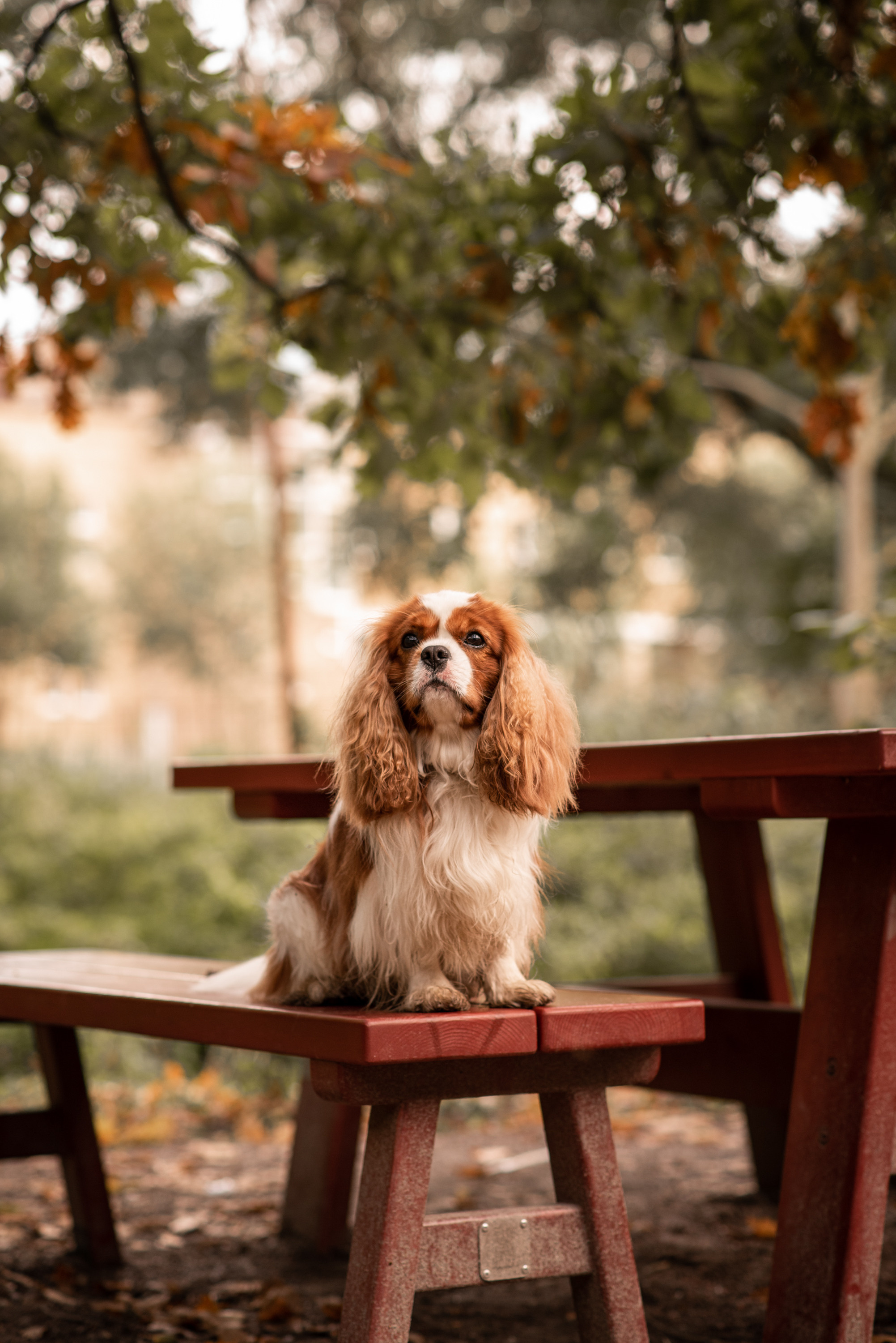 Outdoor Pet Photography by Tanya Asfir, Belgrade. Tanya Asfir — Pet & Animal Photographer | Belgrade, Serbia