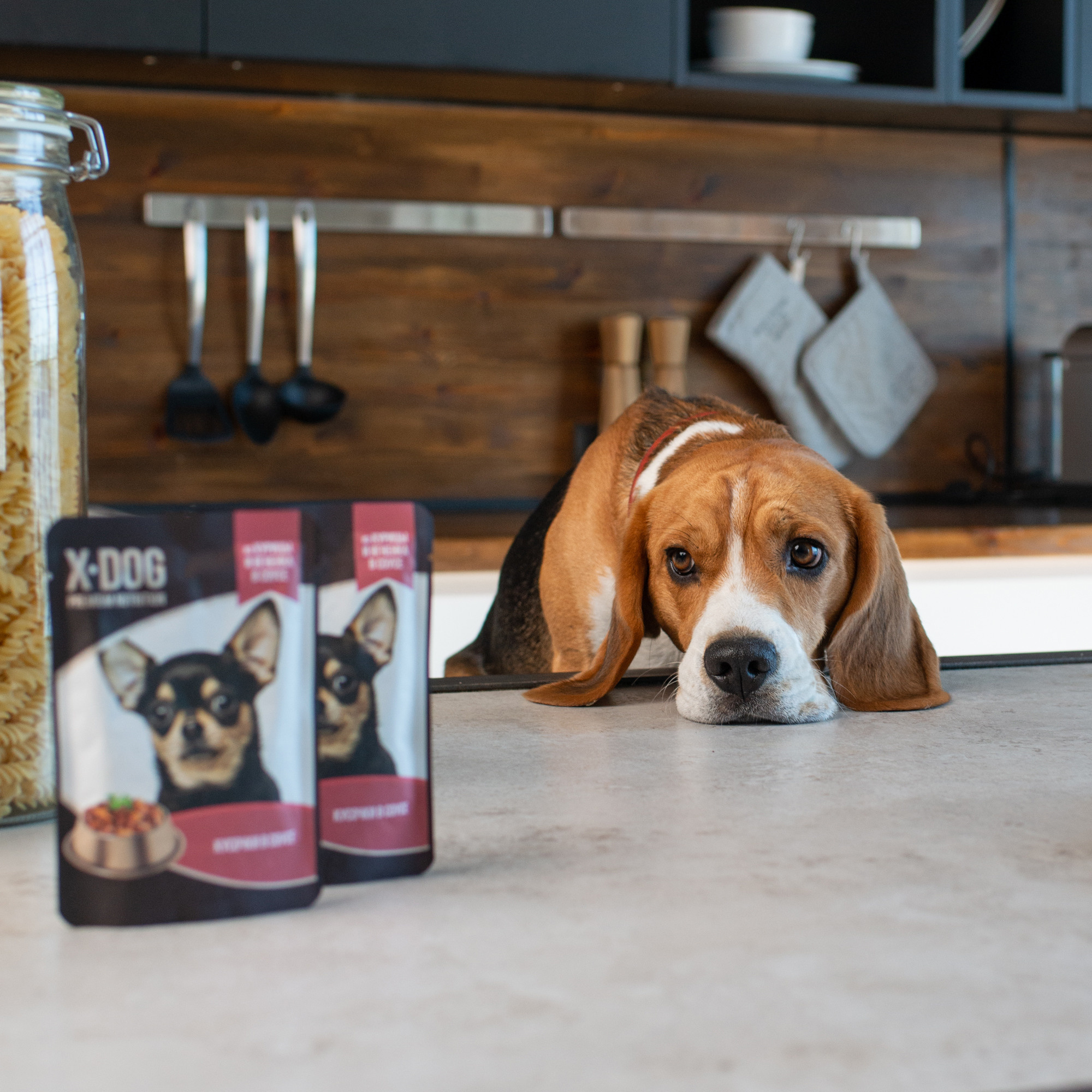 Commercial & UGC Pet Product Photography by Tanya Asfir. Tanya Asfir — Pet & Animal Photographer | Belgrade, Serbia