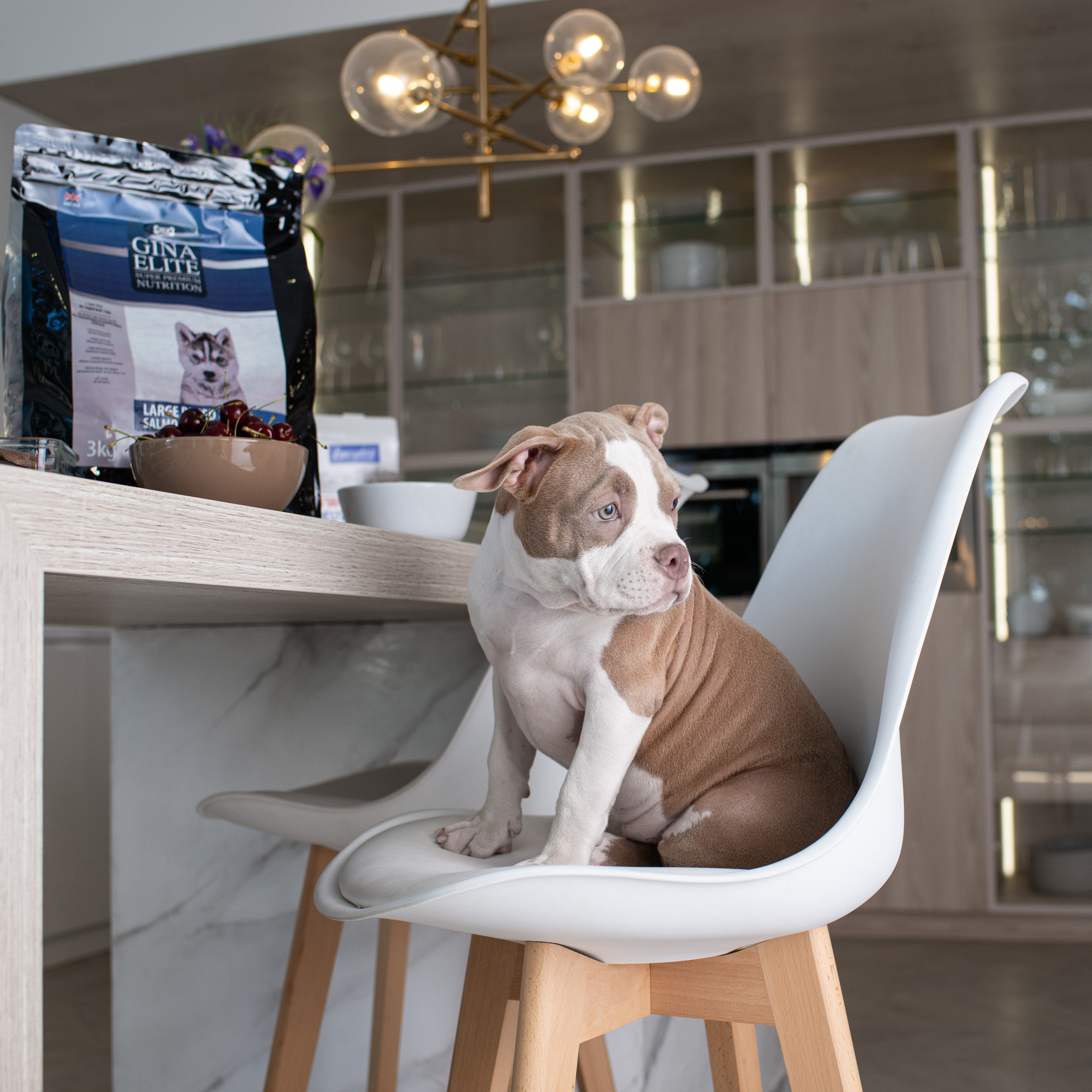 Commercial & UGC Pet Product Photography by Tanya Asfir. Tanya Asfir — Pet & Animal Photographer | Belgrade, Serbia