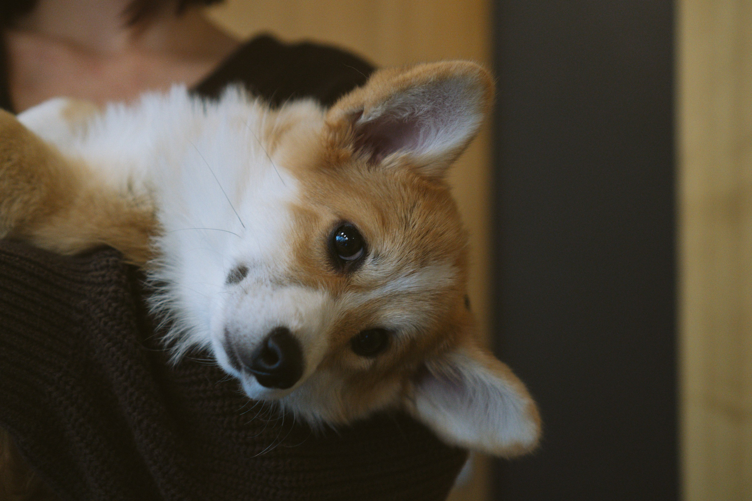 Anastasia and her Ada, Pembroke Welsh Corgi. Kat Laisaar — Pet photographer in Tallinn