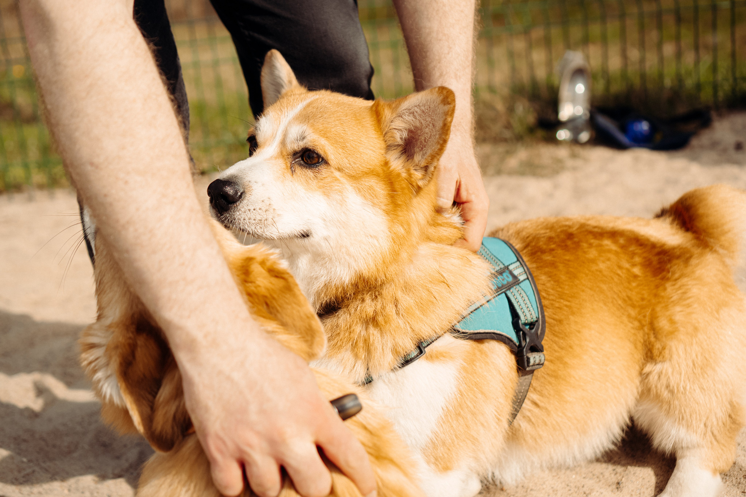 Corgi party, 18 apr. 2025. Kat Laisaar — Pet photographer in Tallinn