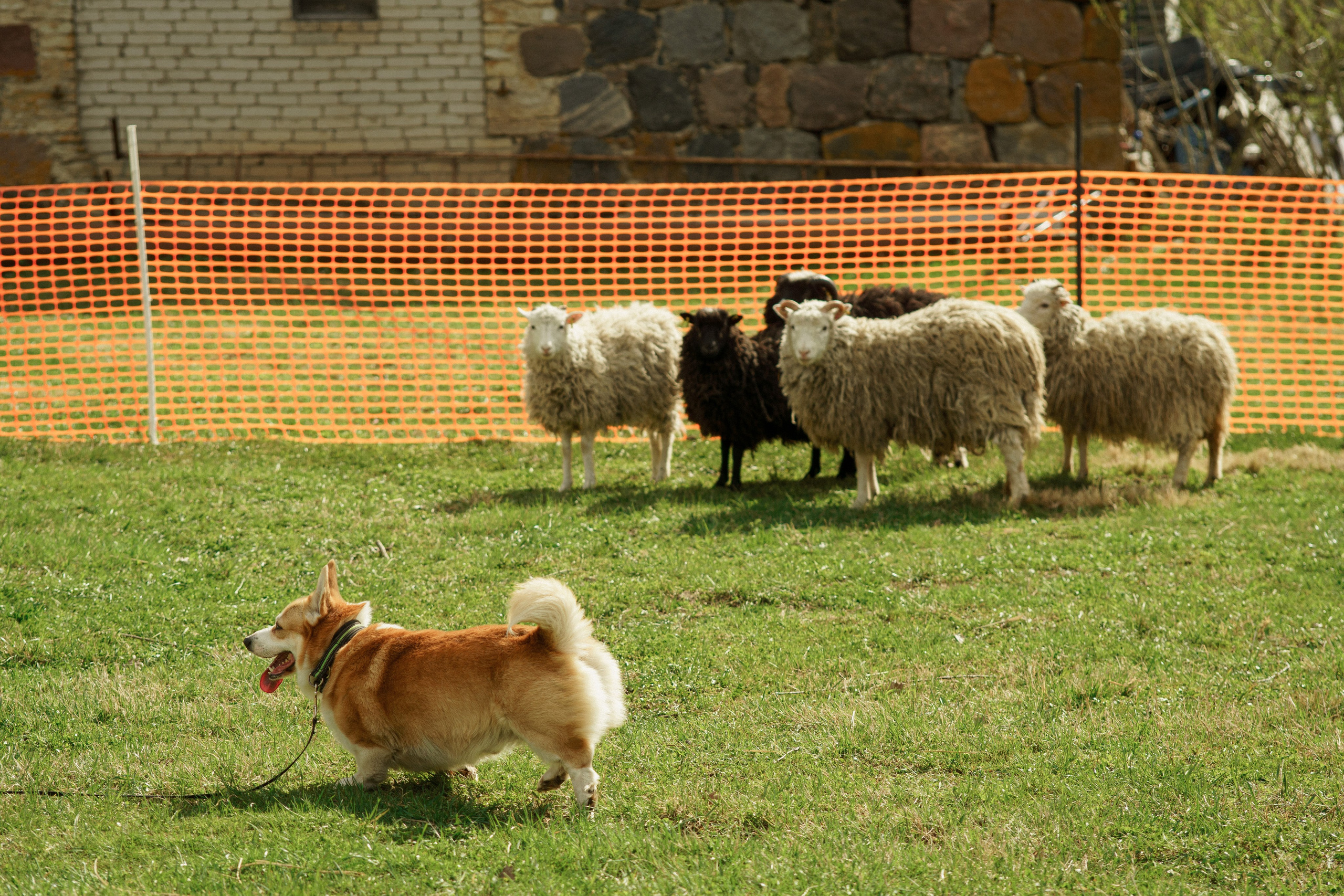 Herding Days, 26 apr. 2025. Kat Laisaar — Pet photographer in Tallinn