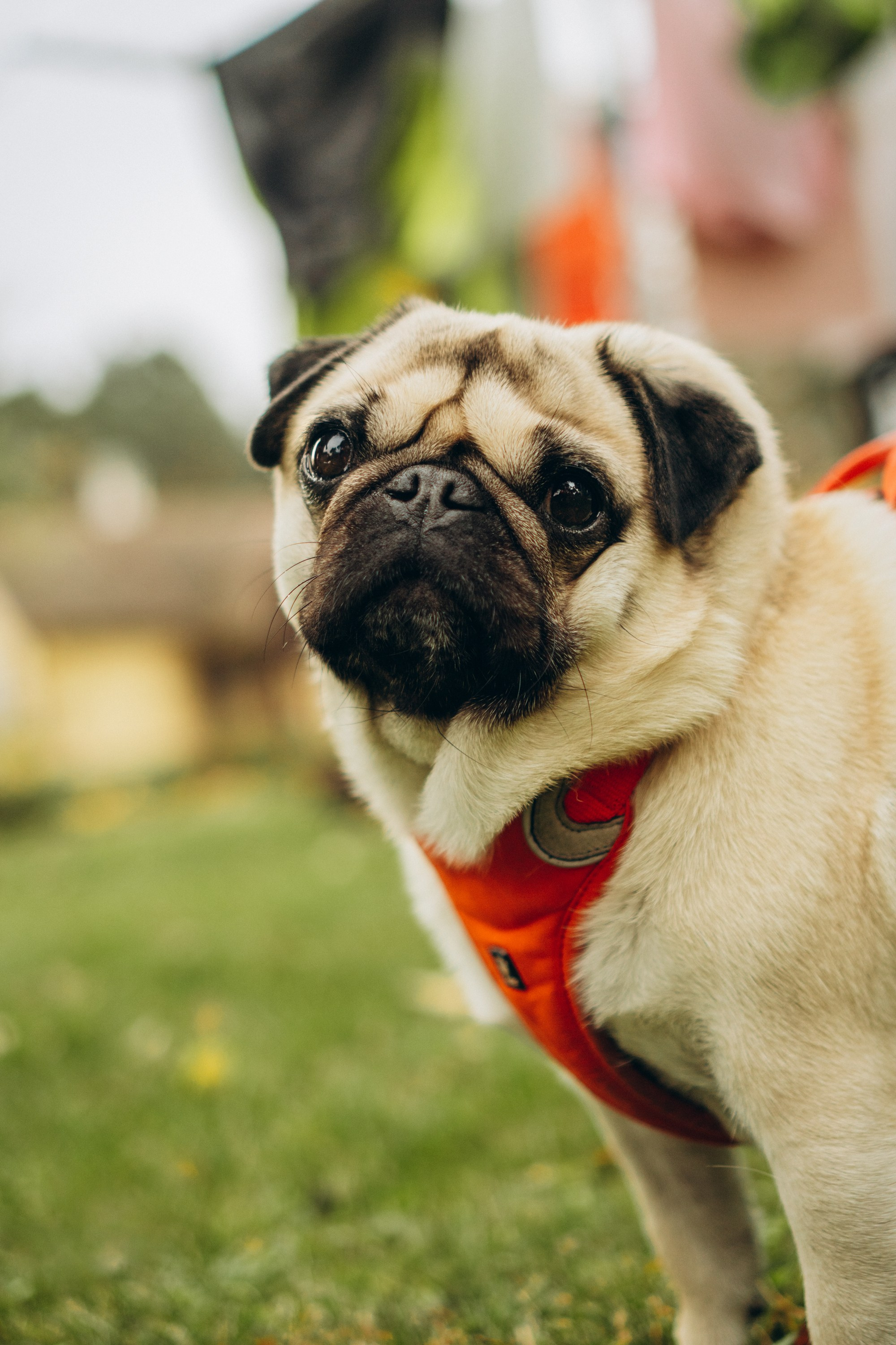 Jelena and her Sandy, Pug and Katja and her Safiir, Cardigan Welsh Corgi. Kat Laisaar — Pet photographer in Tallinn