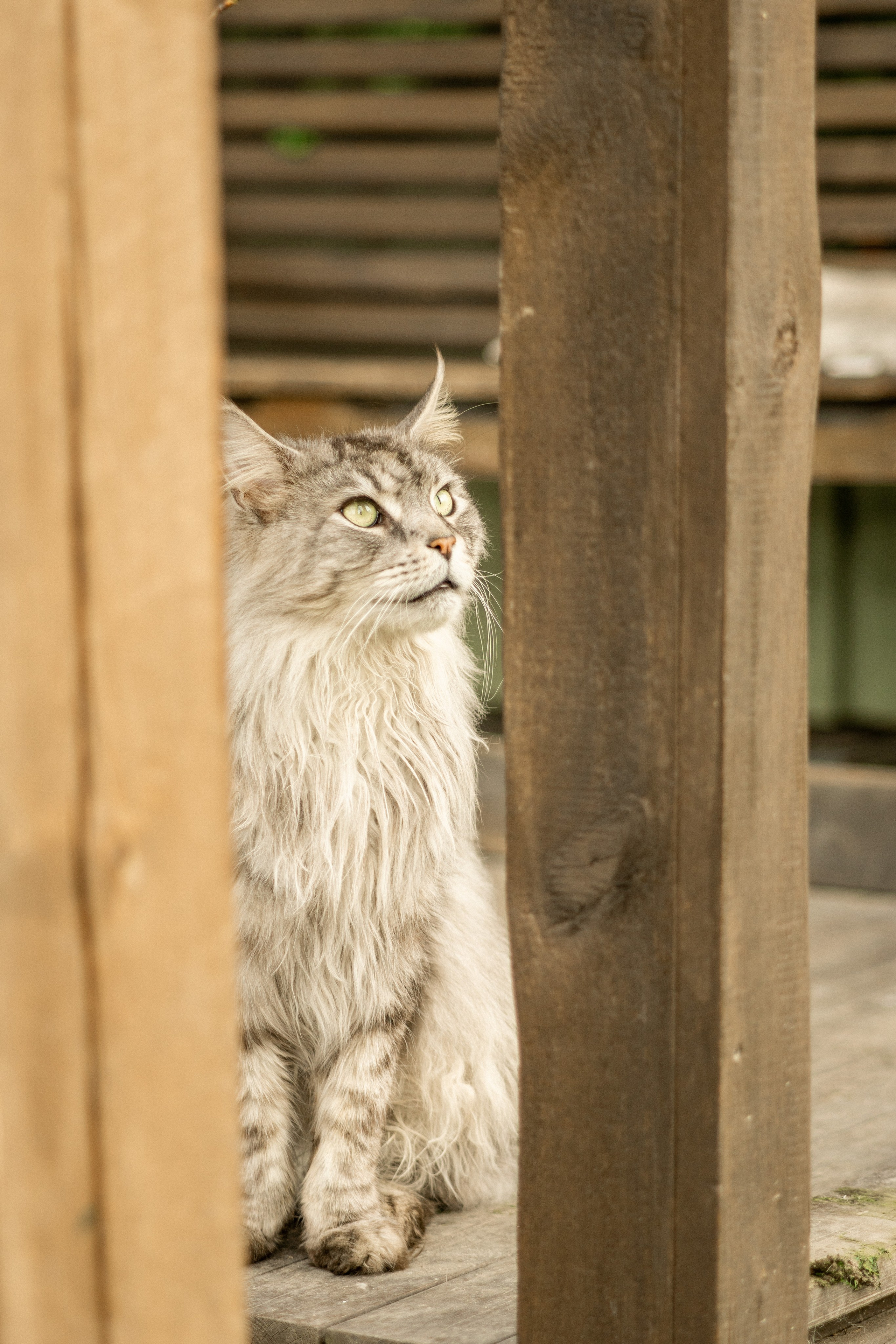 Herding Days, 26 apr. 2025. Kat Laisaar — Pet photographer in Tallinn
