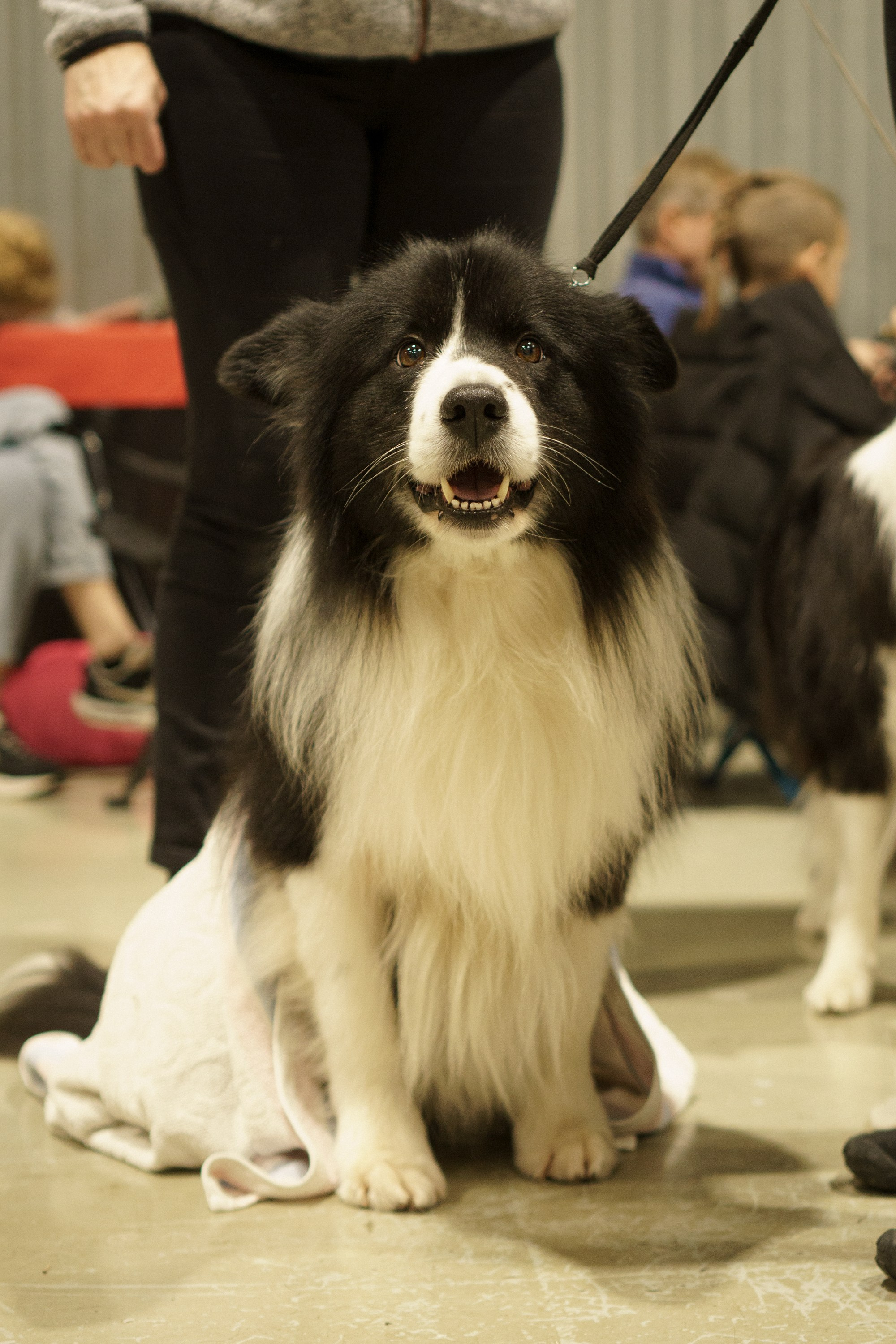 Tartu International Dog Show. Kat Laisaar — Pet photographer in Tallinn